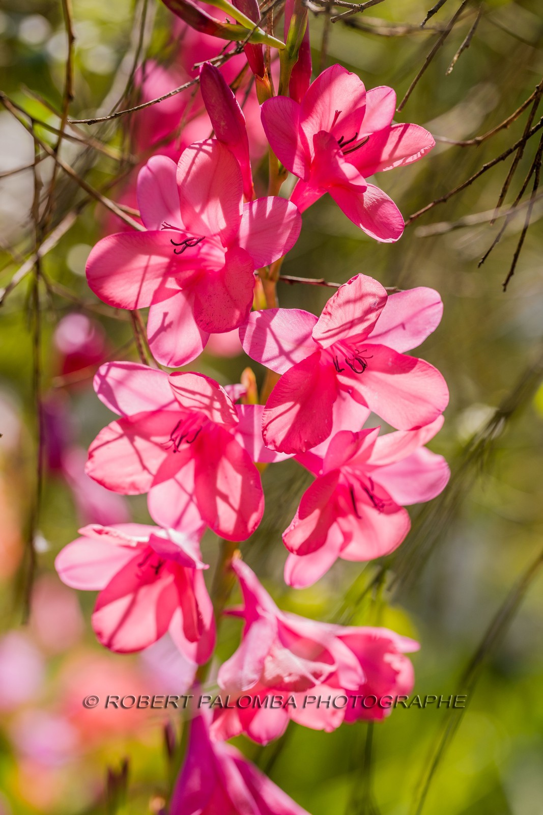 Watsonia de Mérian,  Watsonia meriana