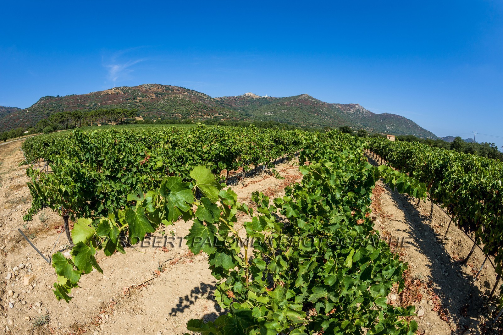 Vignoble corse