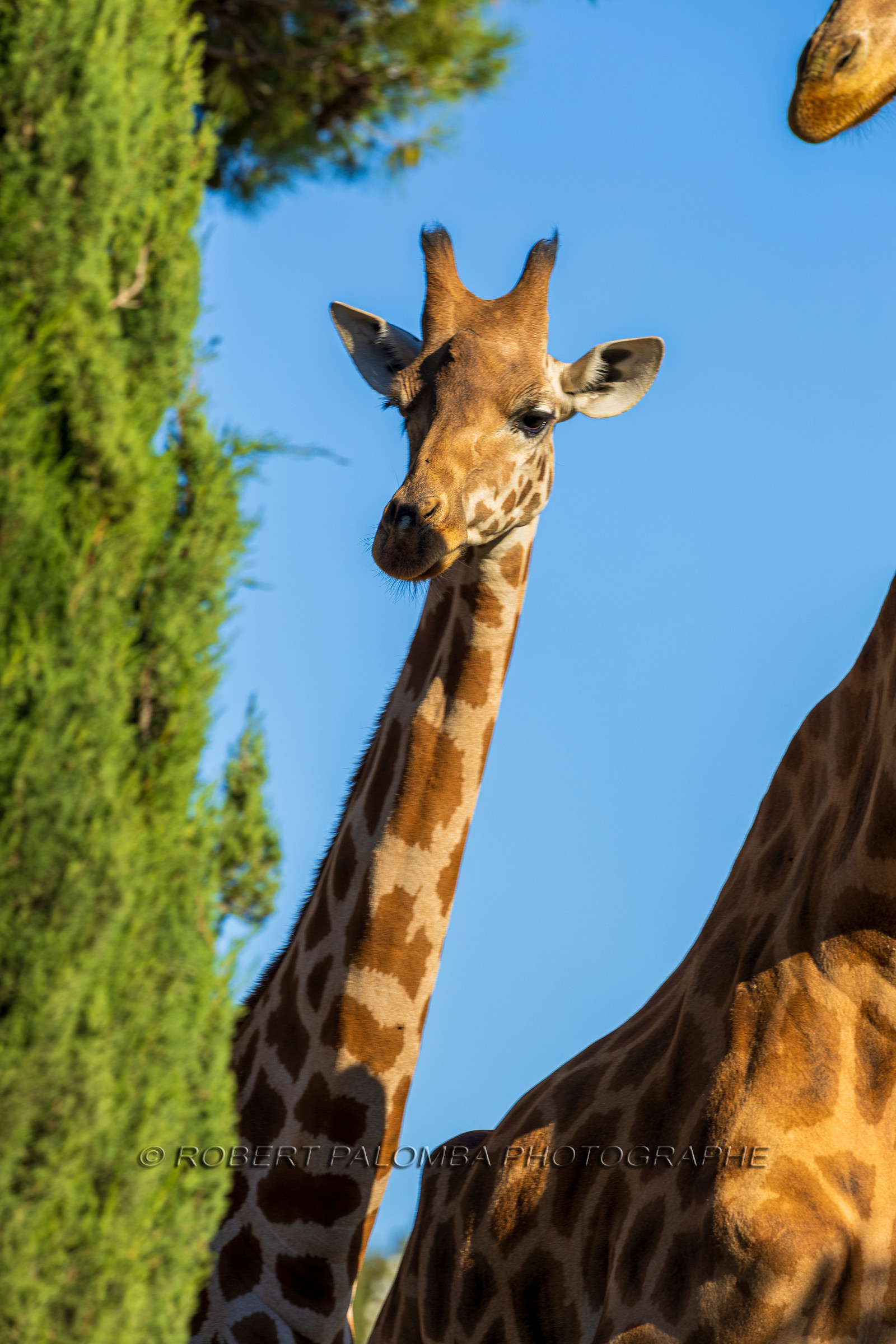 Parc animalier de la Barben