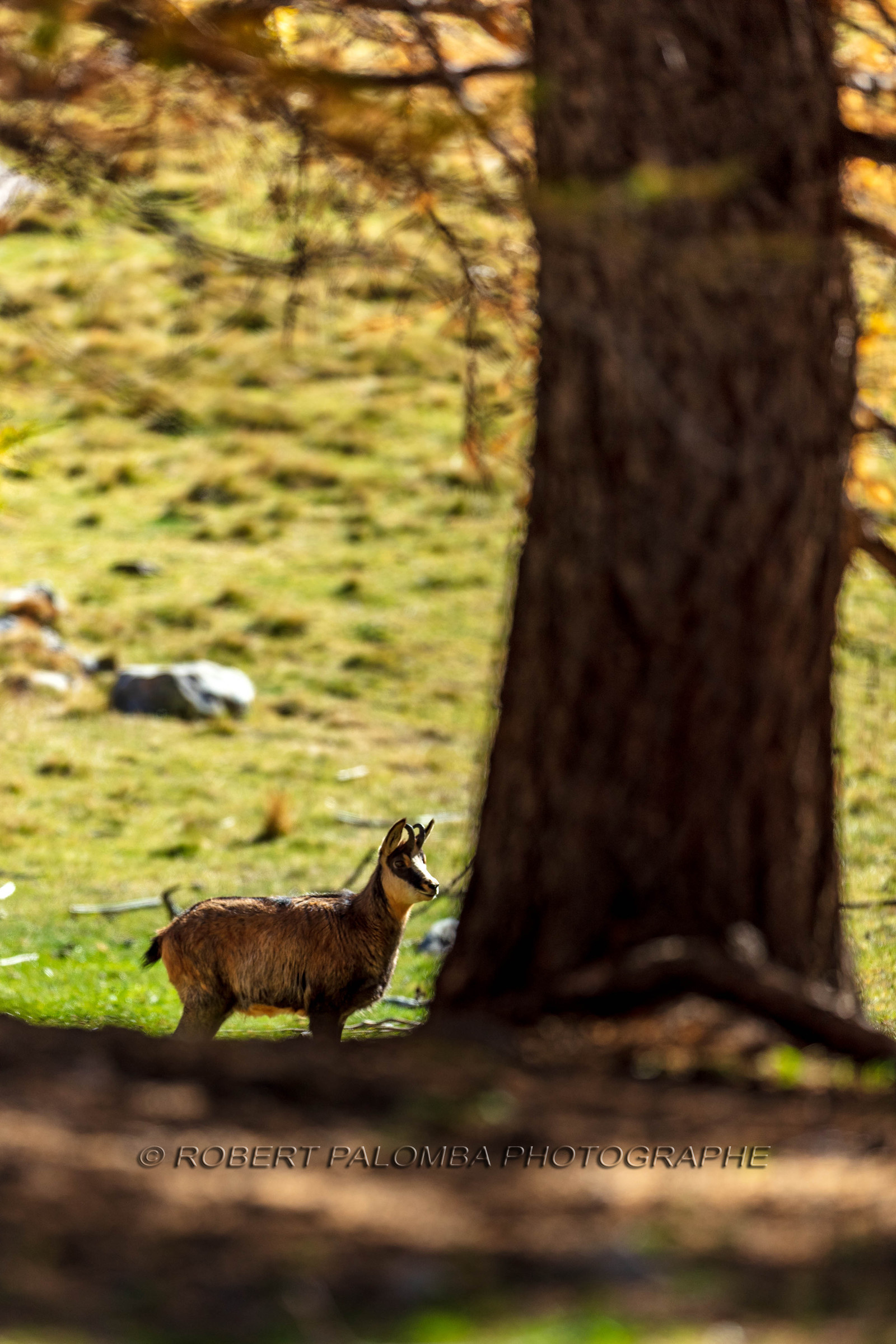 Chamois, Rupicapra rupicapra