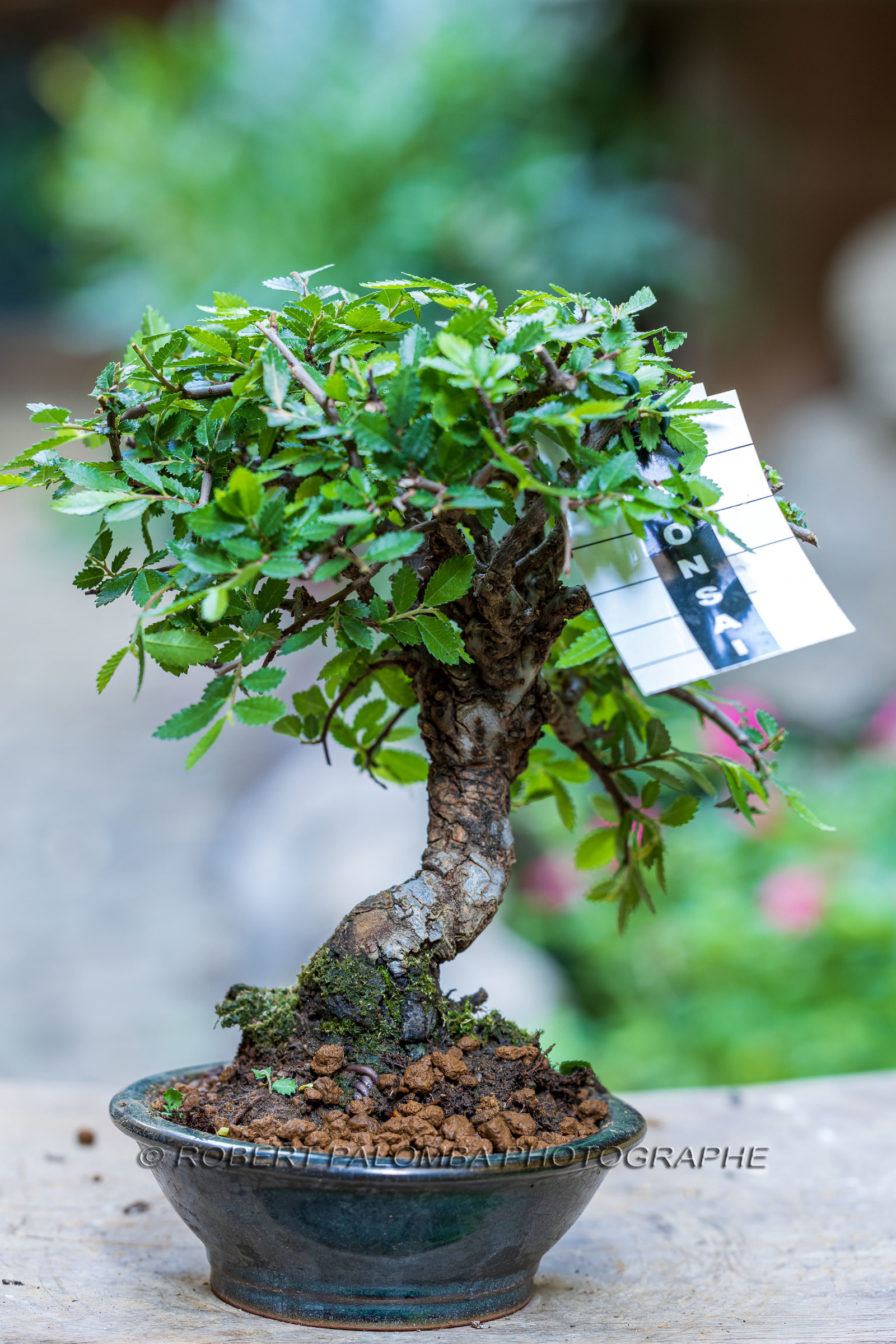 Bonsai