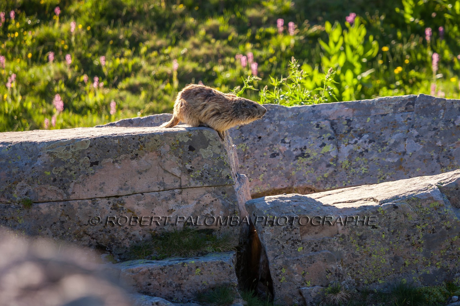 Marmotte, Marmota