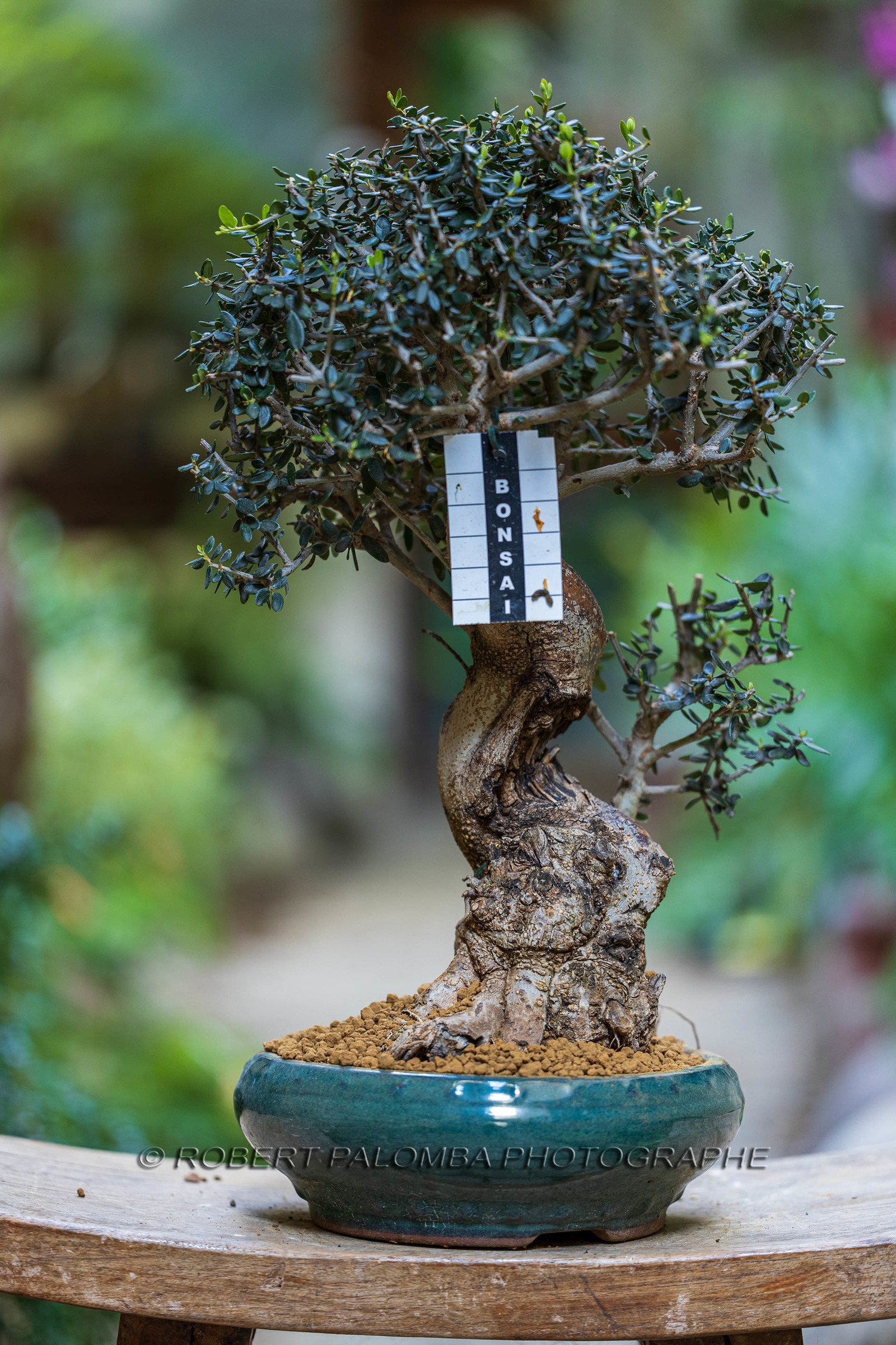 Bonsai