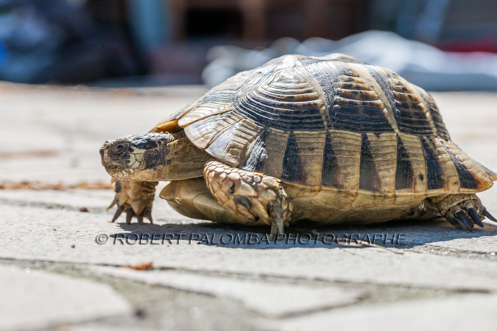 Tortue d'Hermann,Testudo hermanni