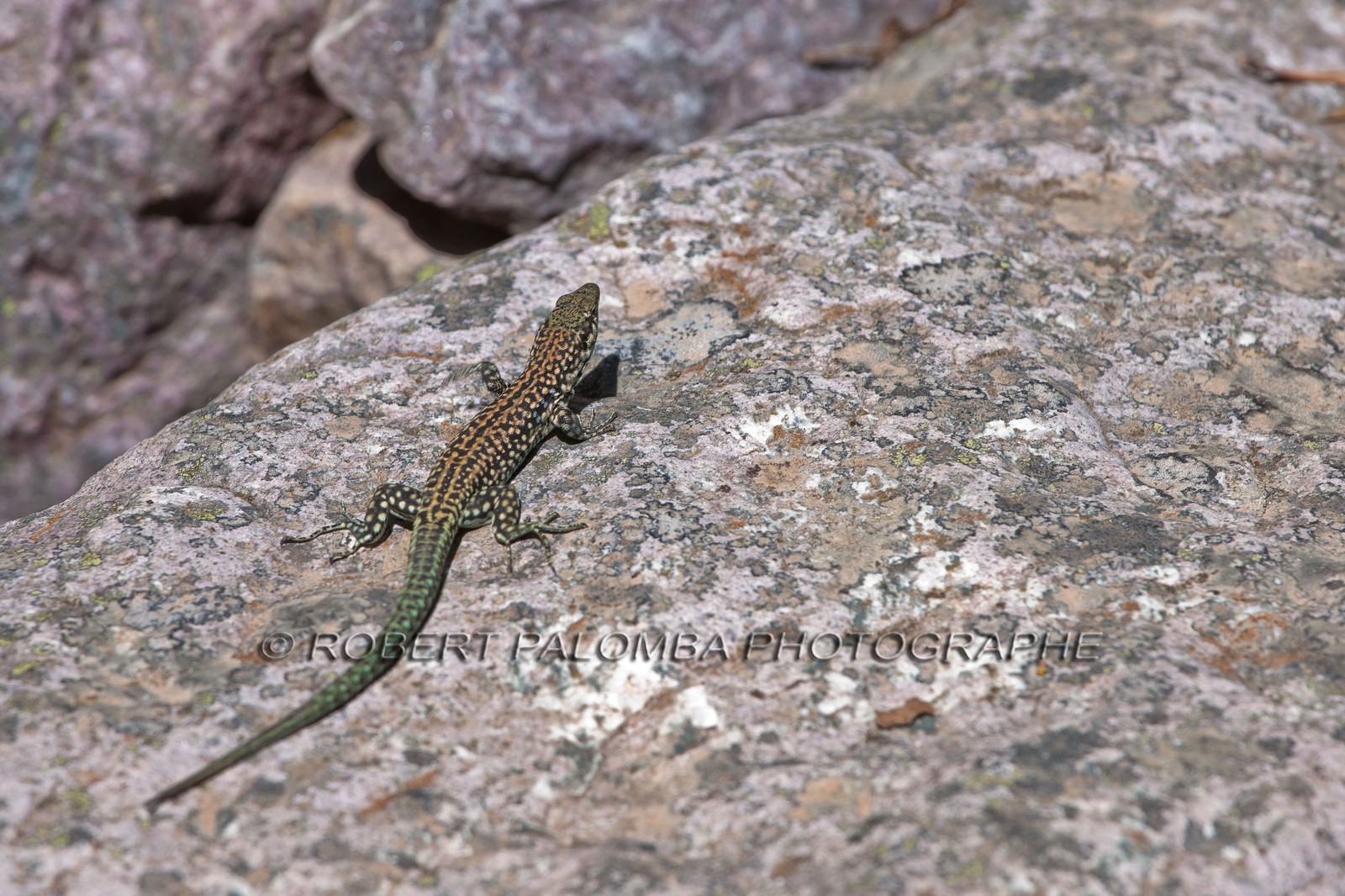 Lézard de Bedriaga, Archaeolacerta bedriagae.