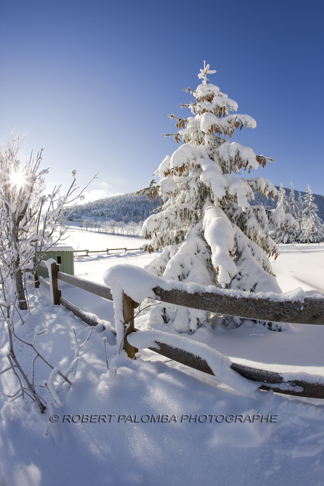 Arbres enneigés