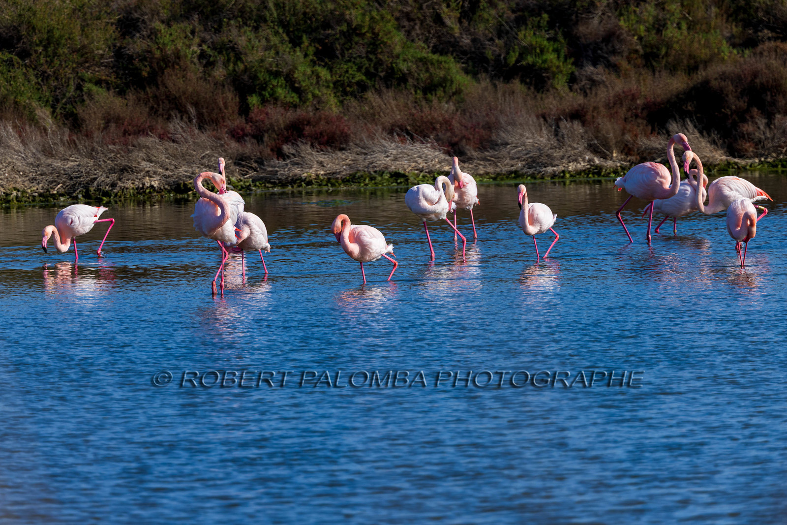 Flamant rose