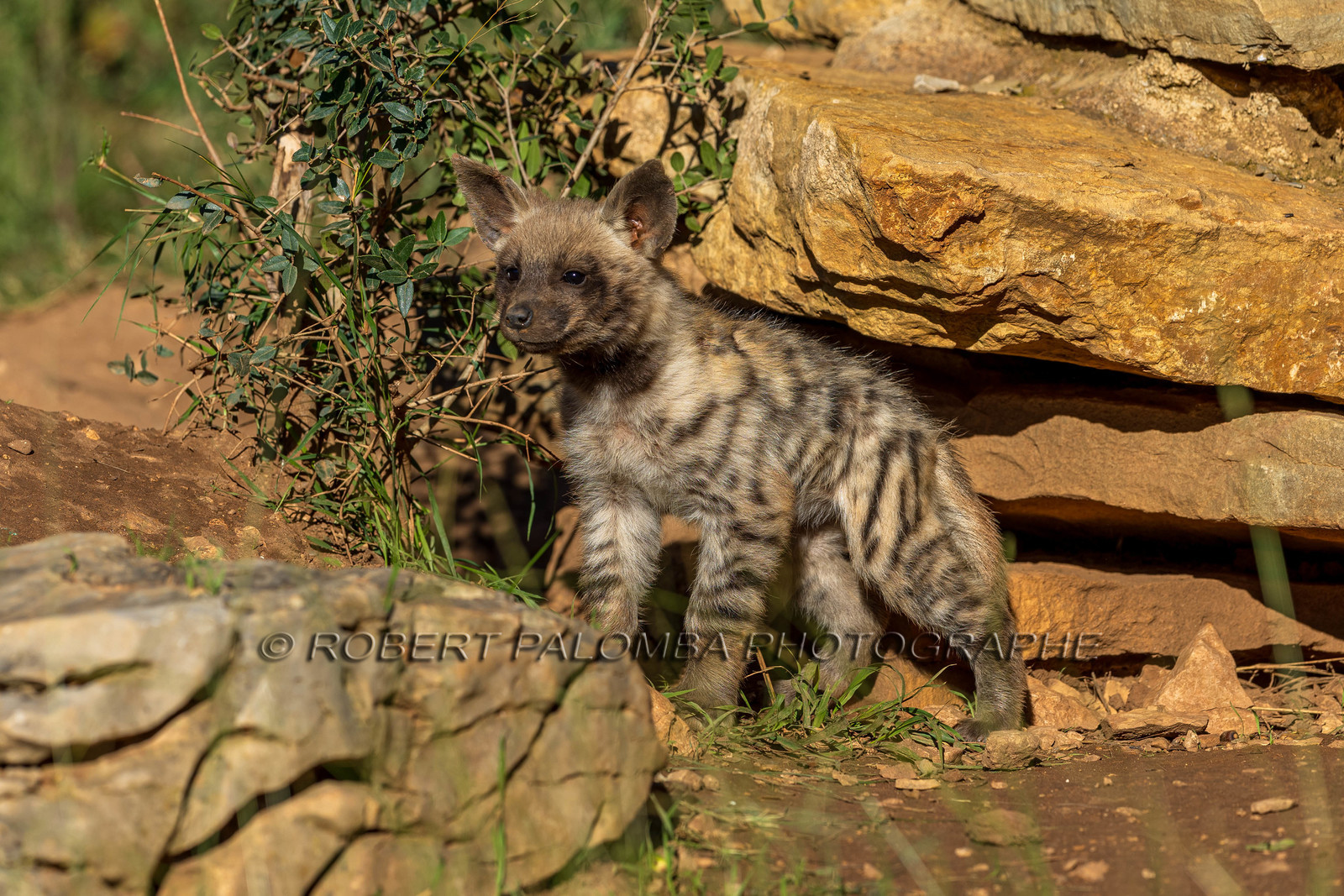 Parc animalier de la Barben