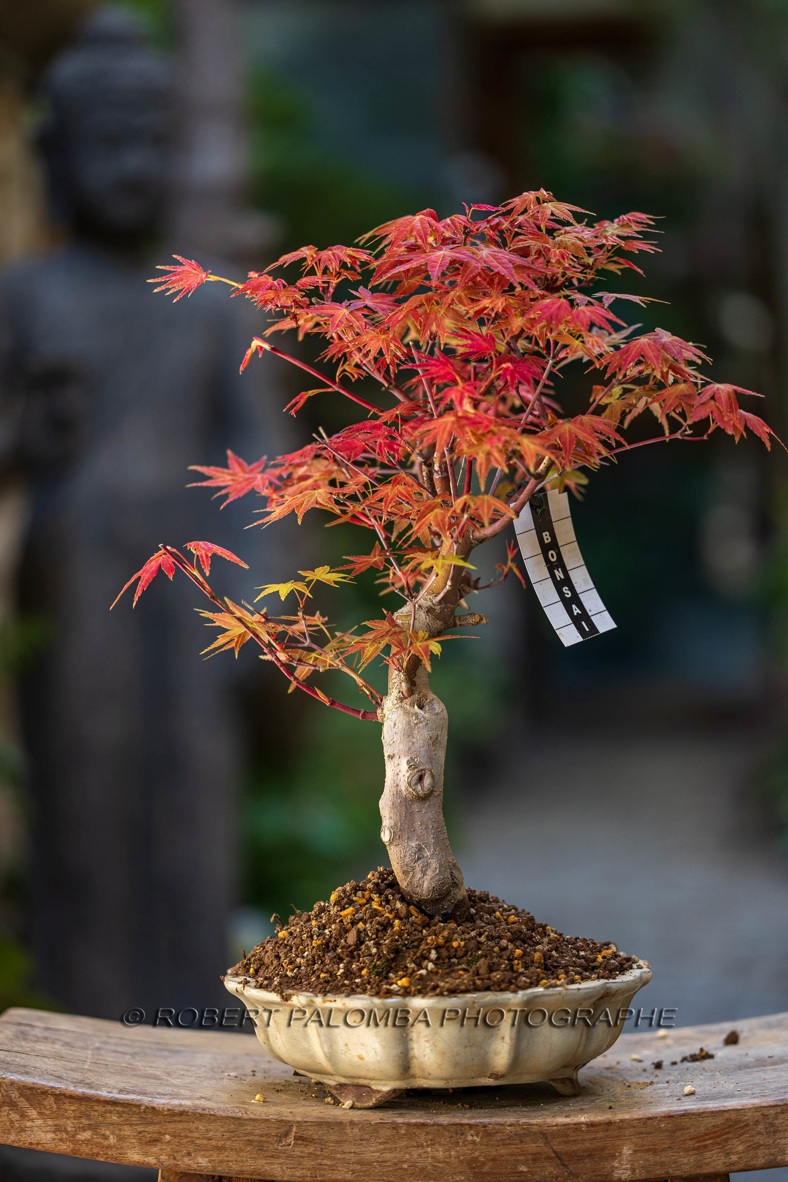 Bonsai