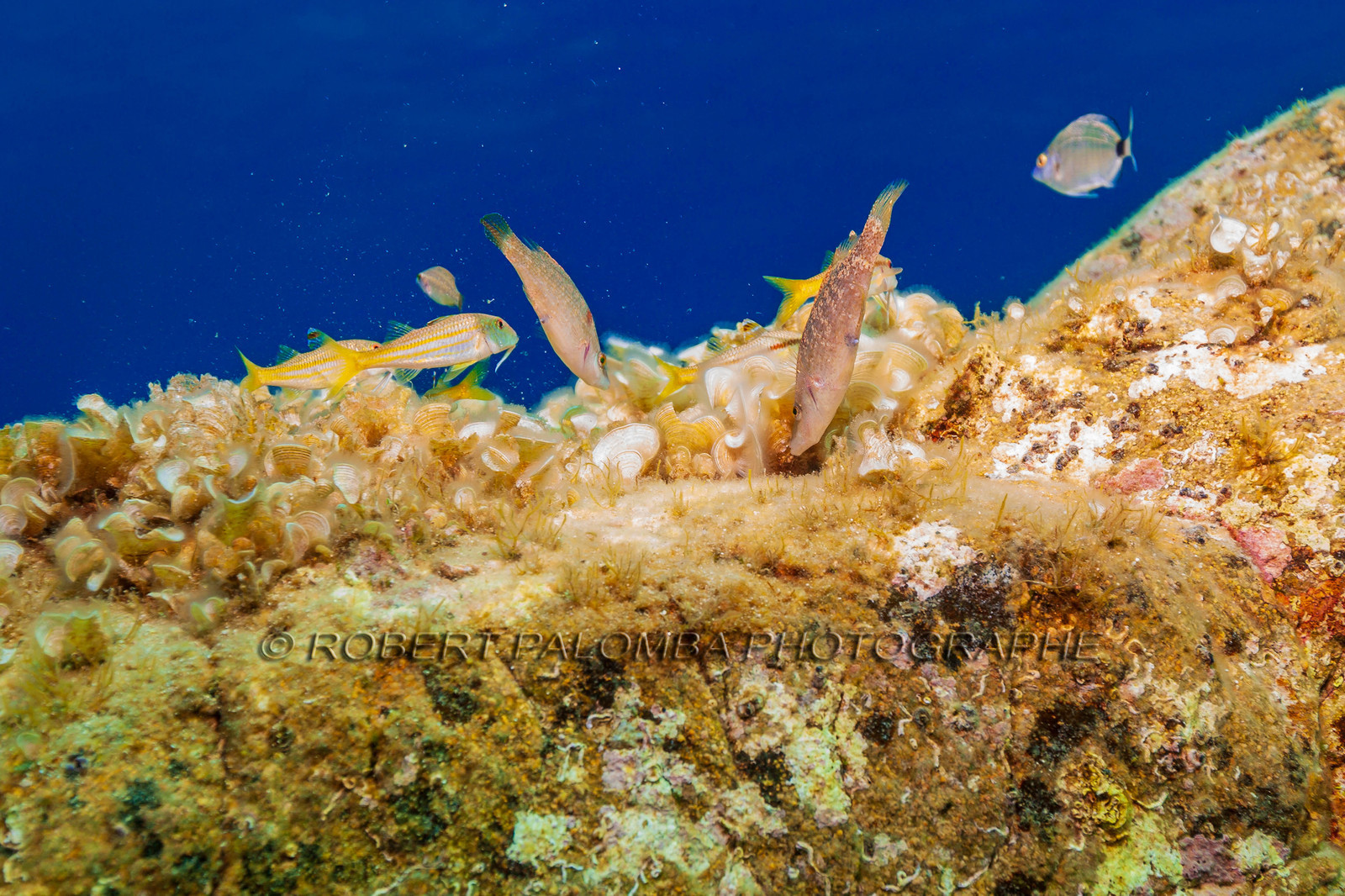 Plongée-sous-marine