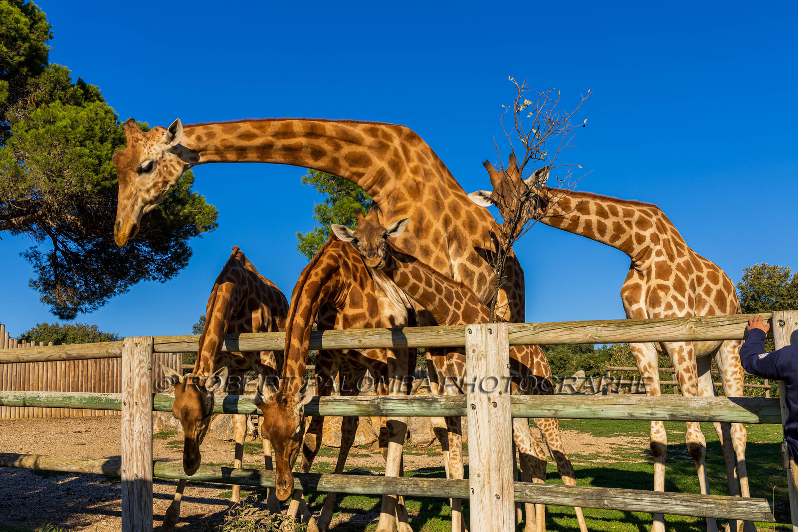 Parc animalier de la Barben