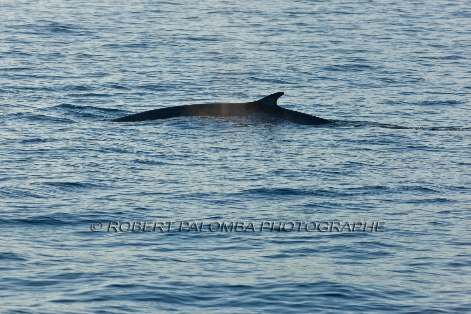 Rorqual commun, Balaenoptera physalus