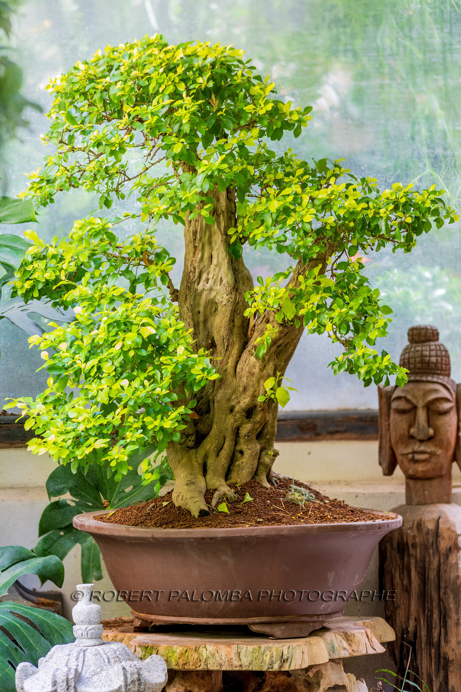 Bonsai Center