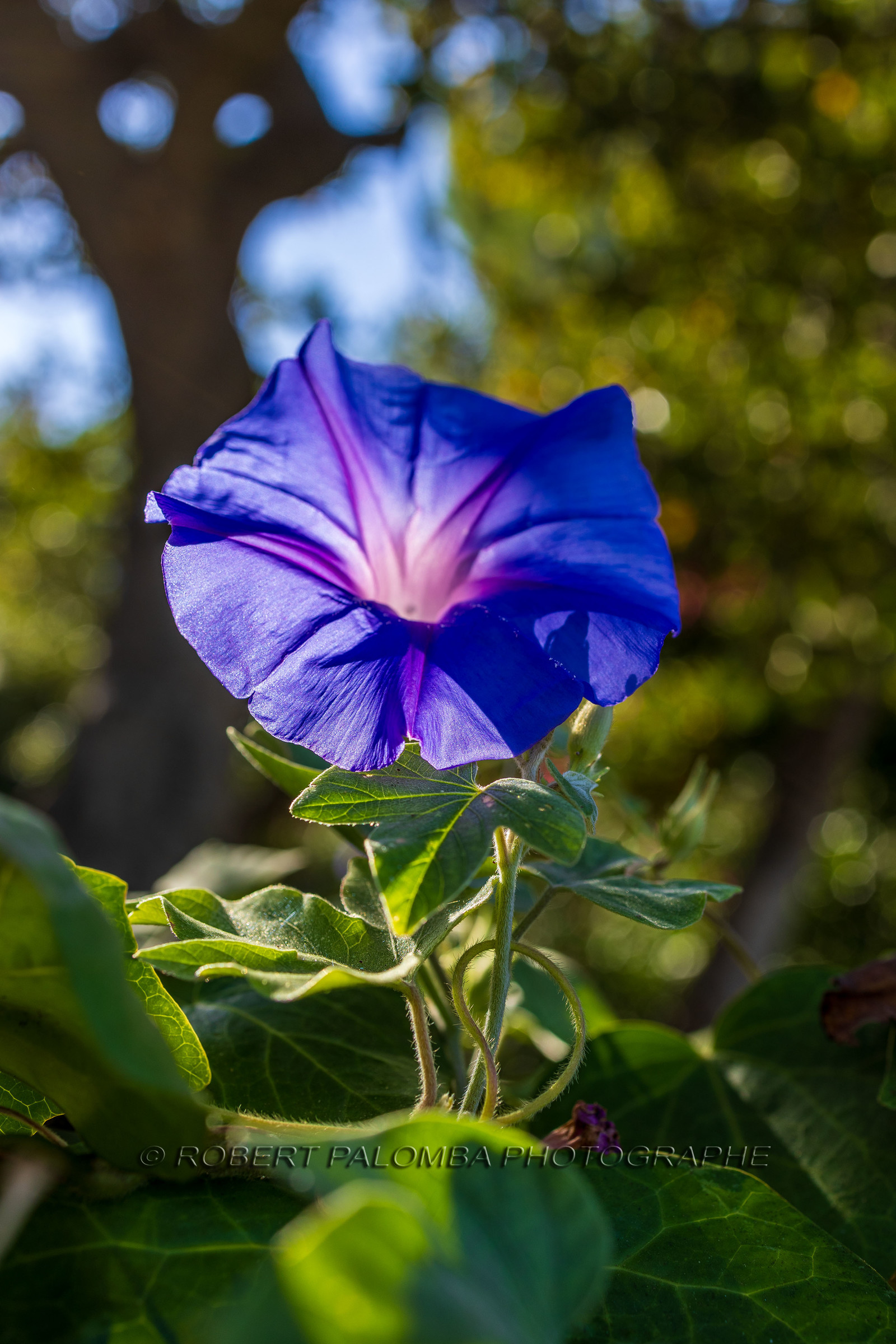 Lérins Sainte-Marguerite 2023