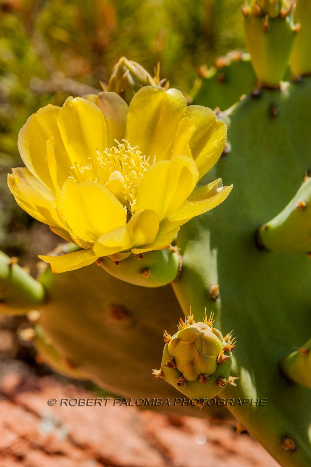 Fleur de figue de Barbarie