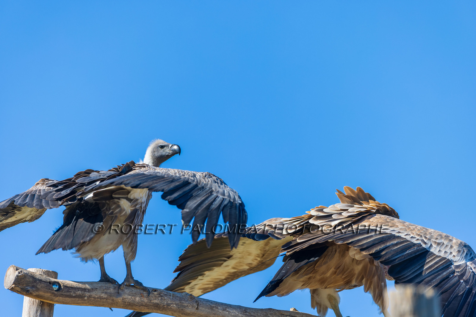 Parc animalier de la Barben