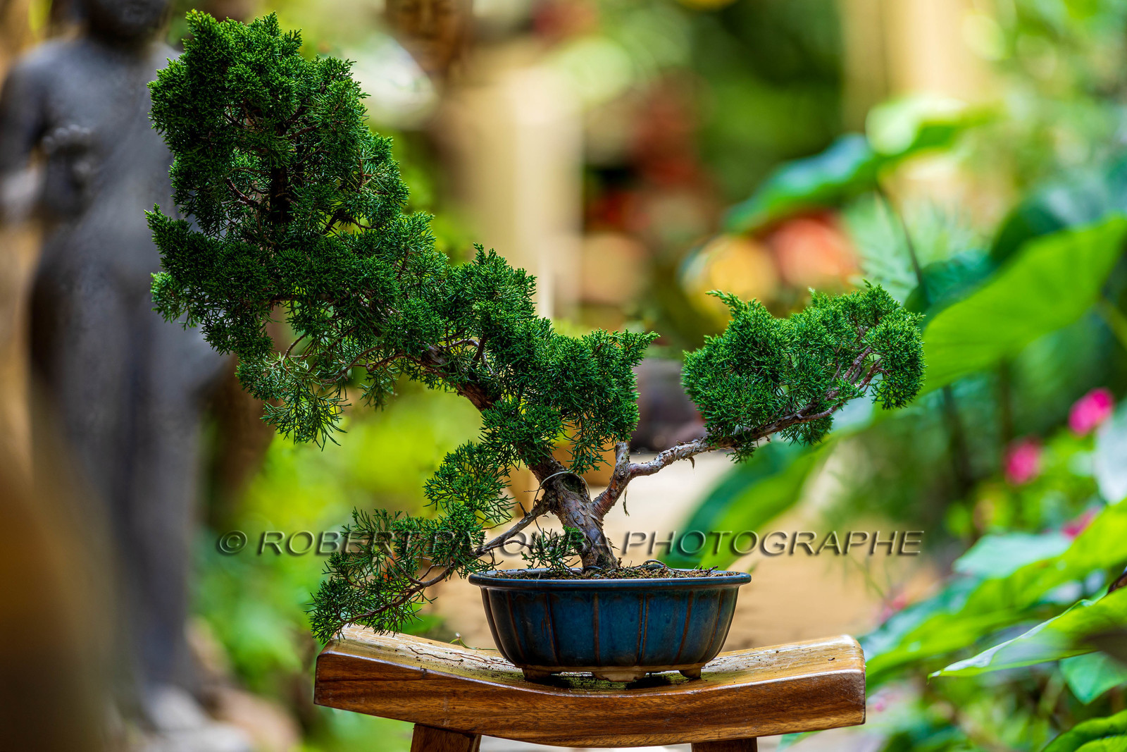 Bonsai Center