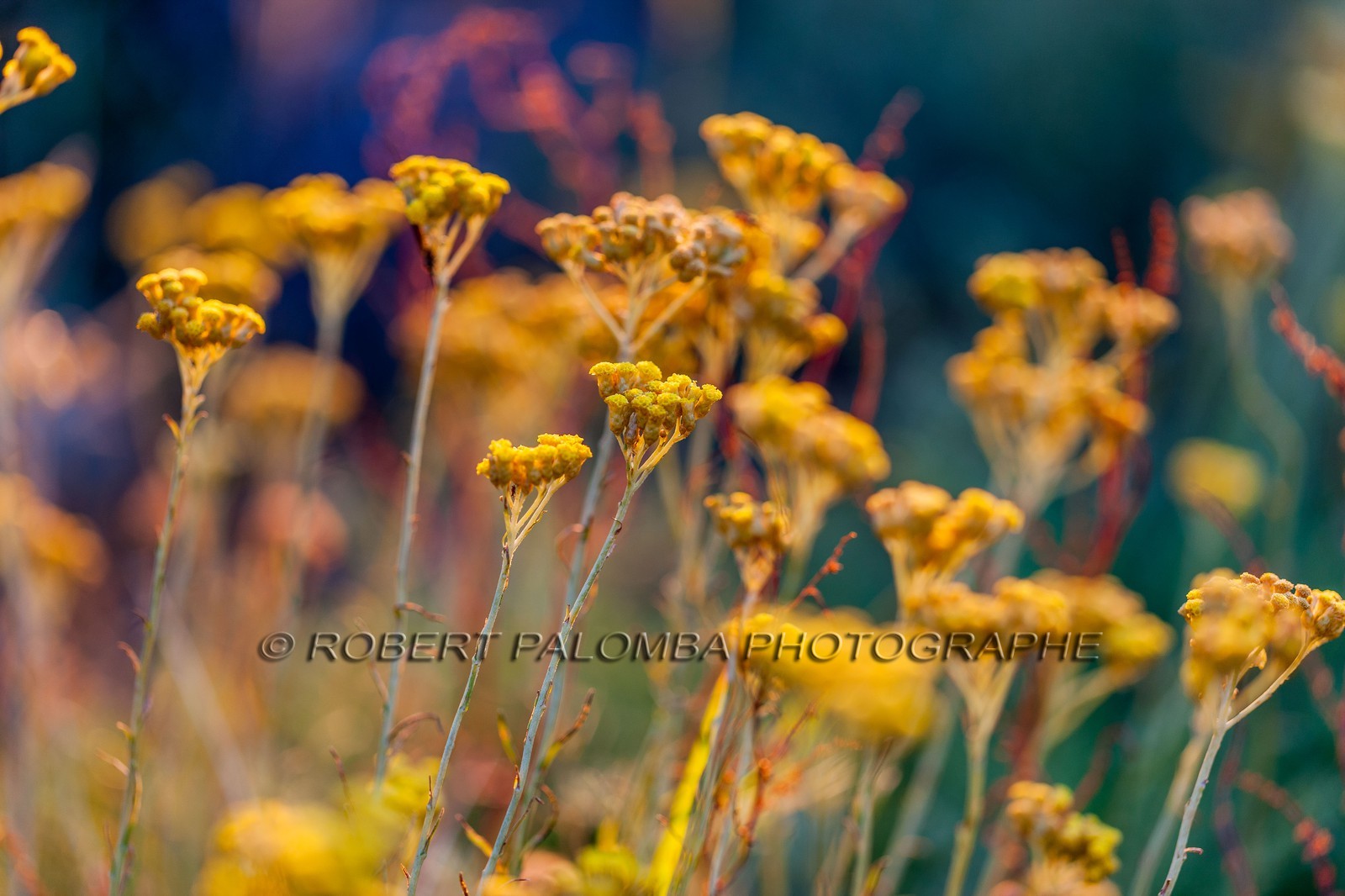 Immortelle commune, Helichrysum stoechas