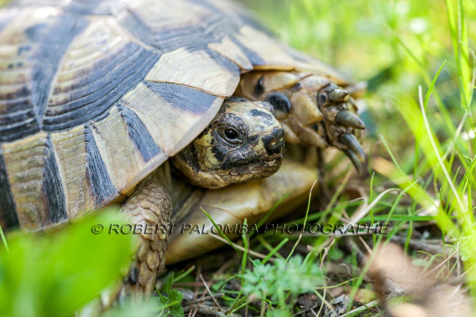 Tortue d'Hermann,Testudo hermanni