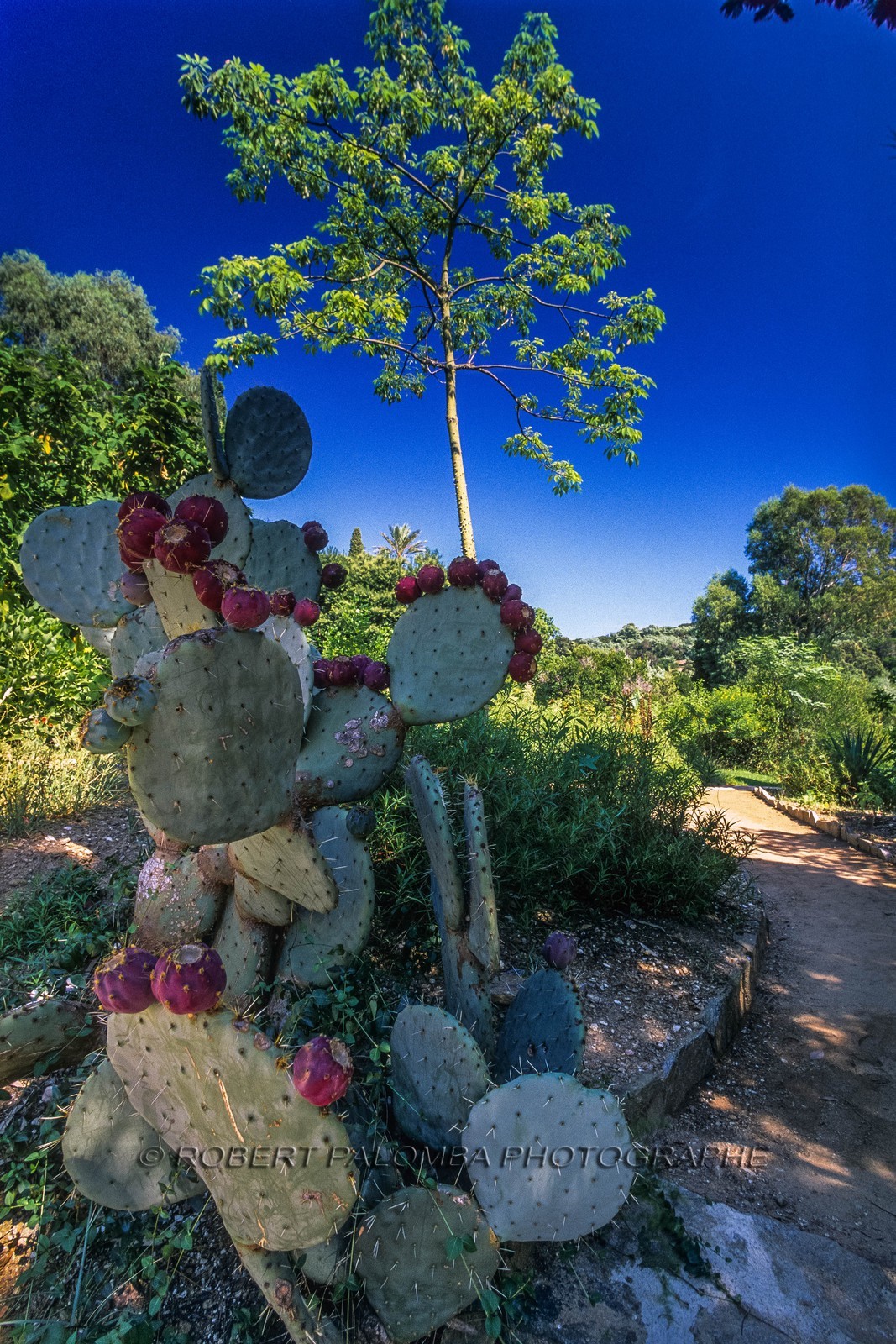 .Rayol-Canadel-sur-Mer