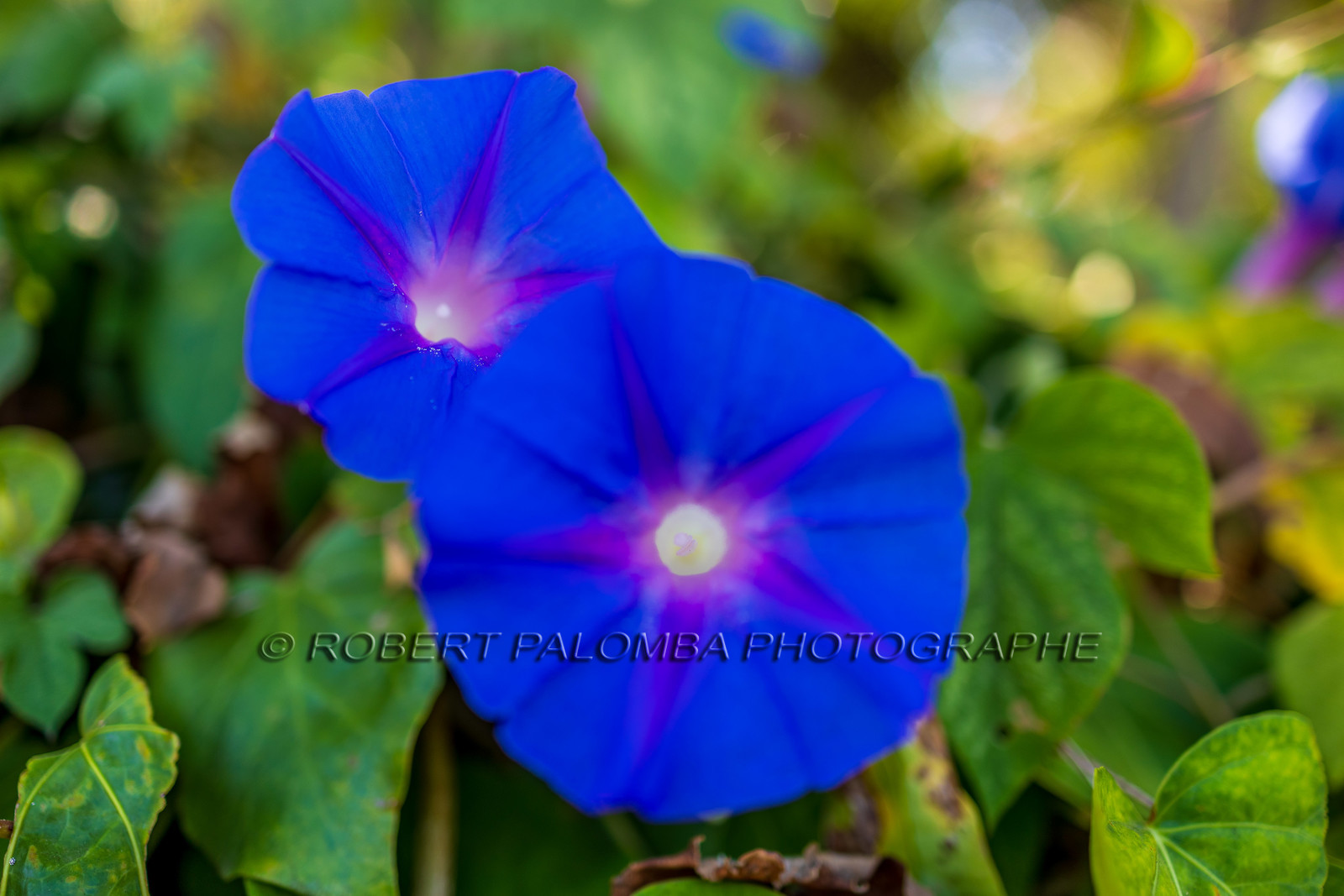 Lérins Sainte-Marguerite 2023