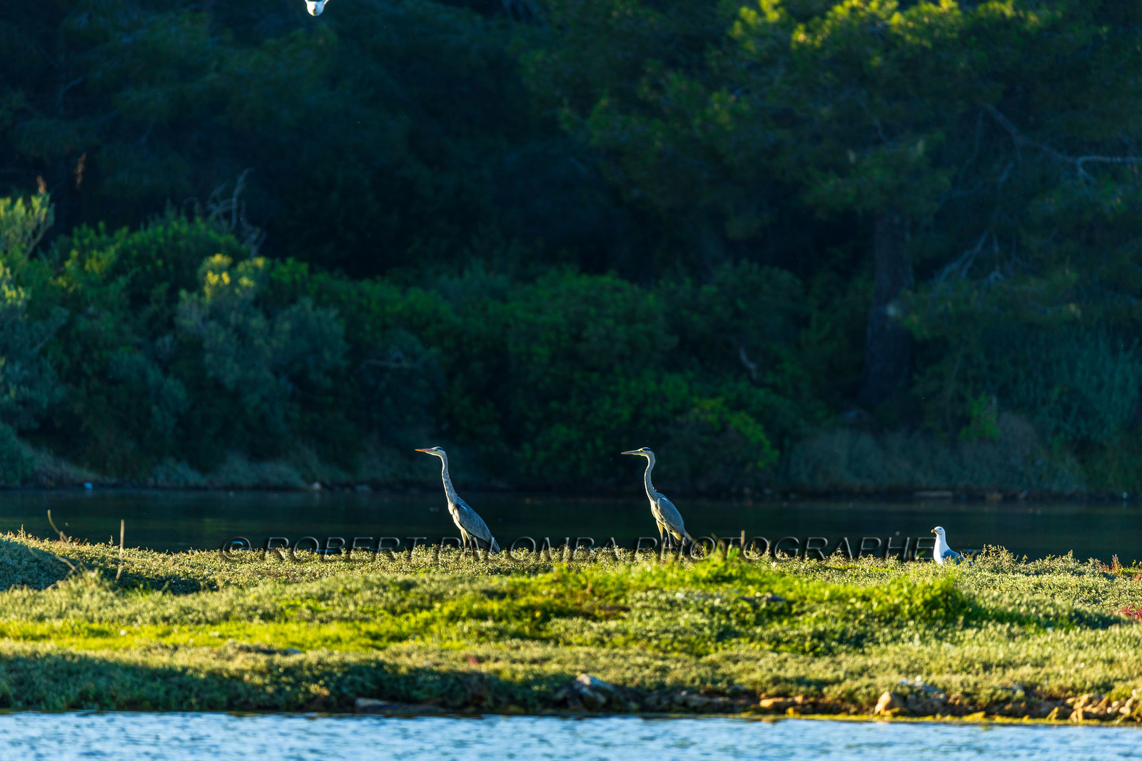 Lérins Sainte Marguerite 2024