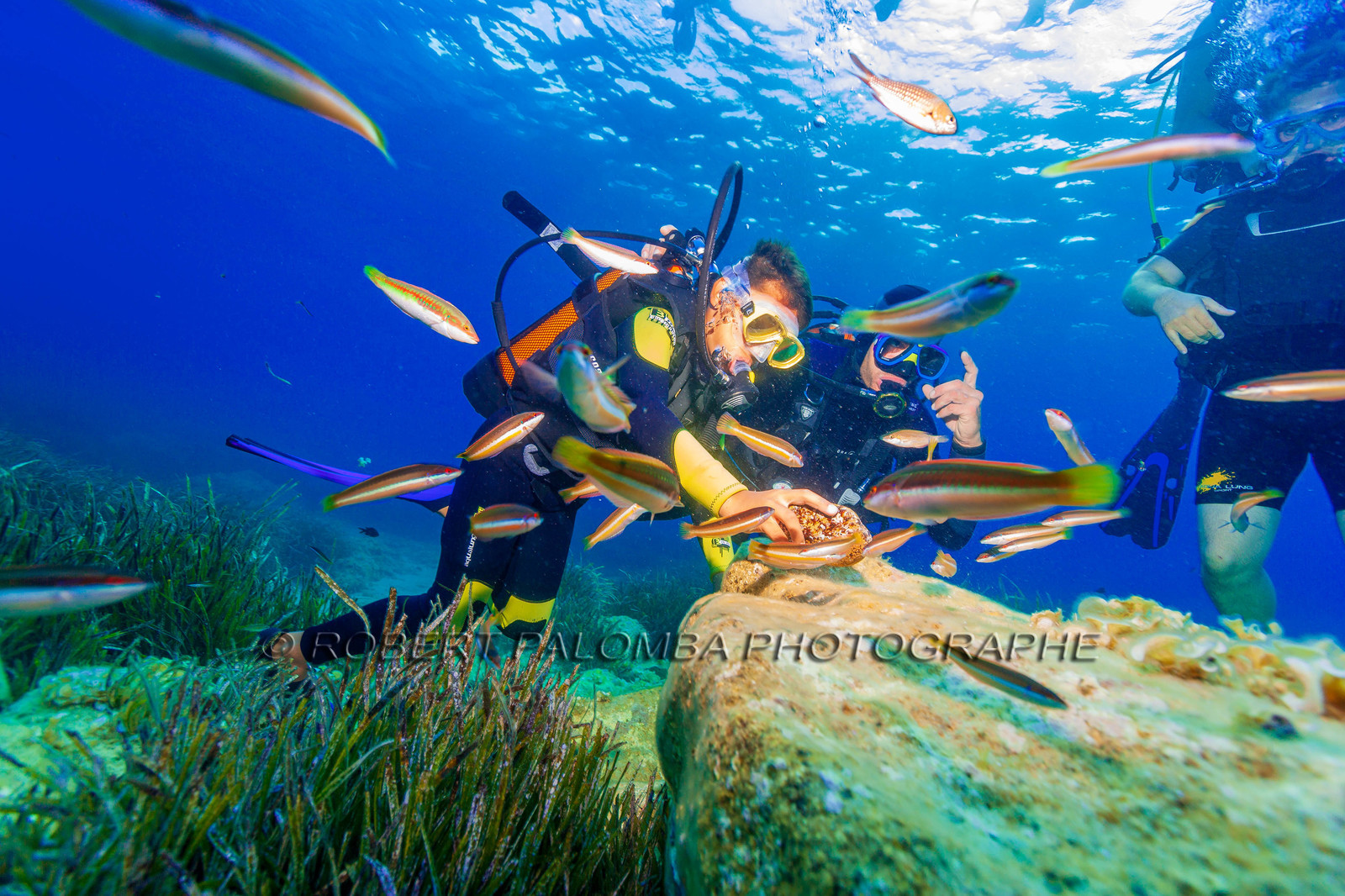 Plongée-sous-marine