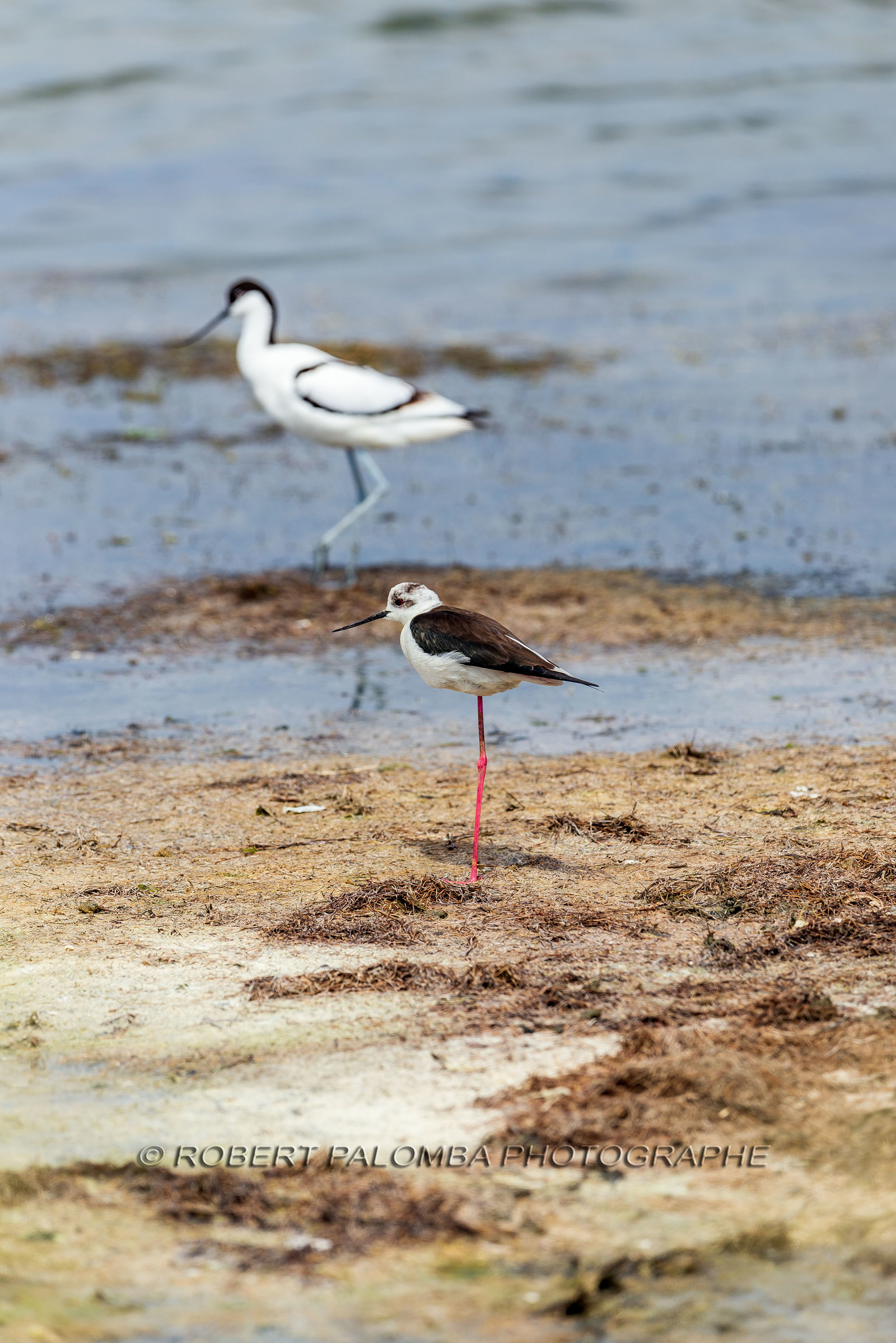 Salins d'Hyères