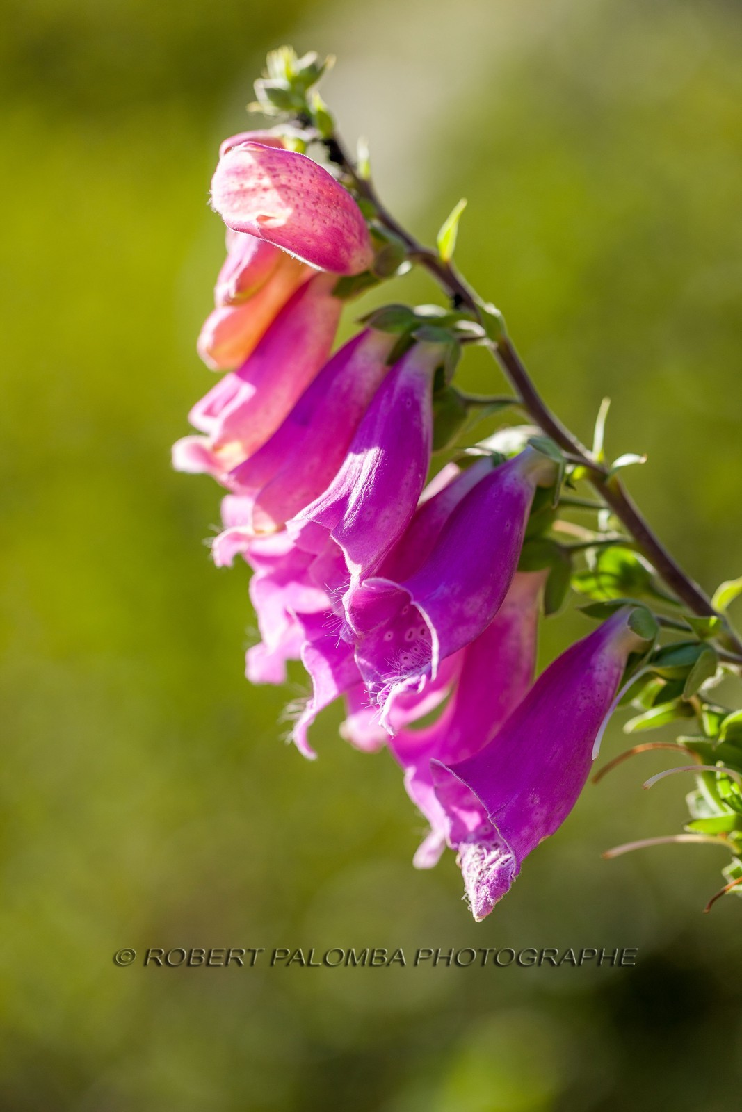 Digitale sauvage, Digitalis purpurea