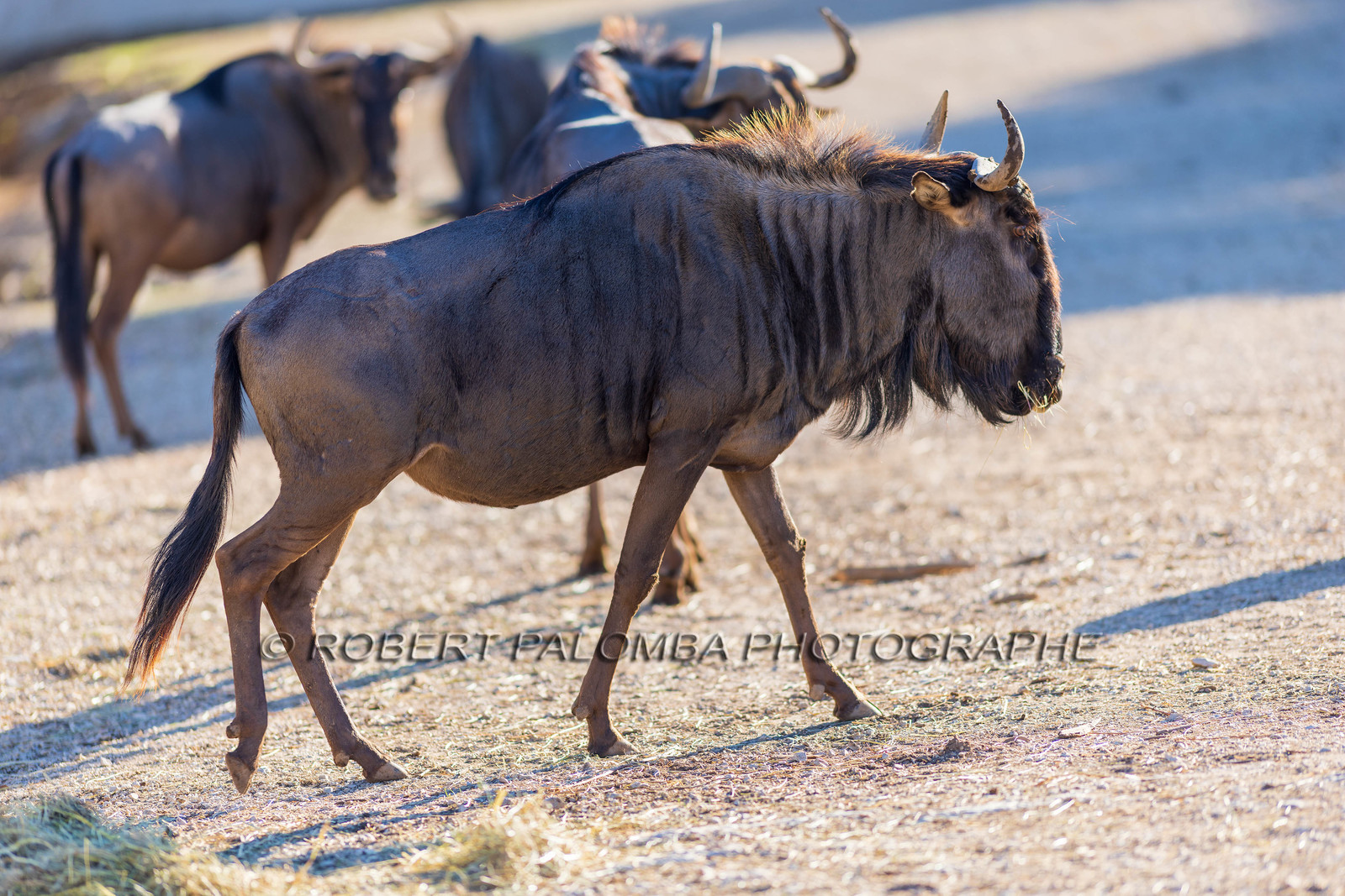 Parc animalier de la Barben