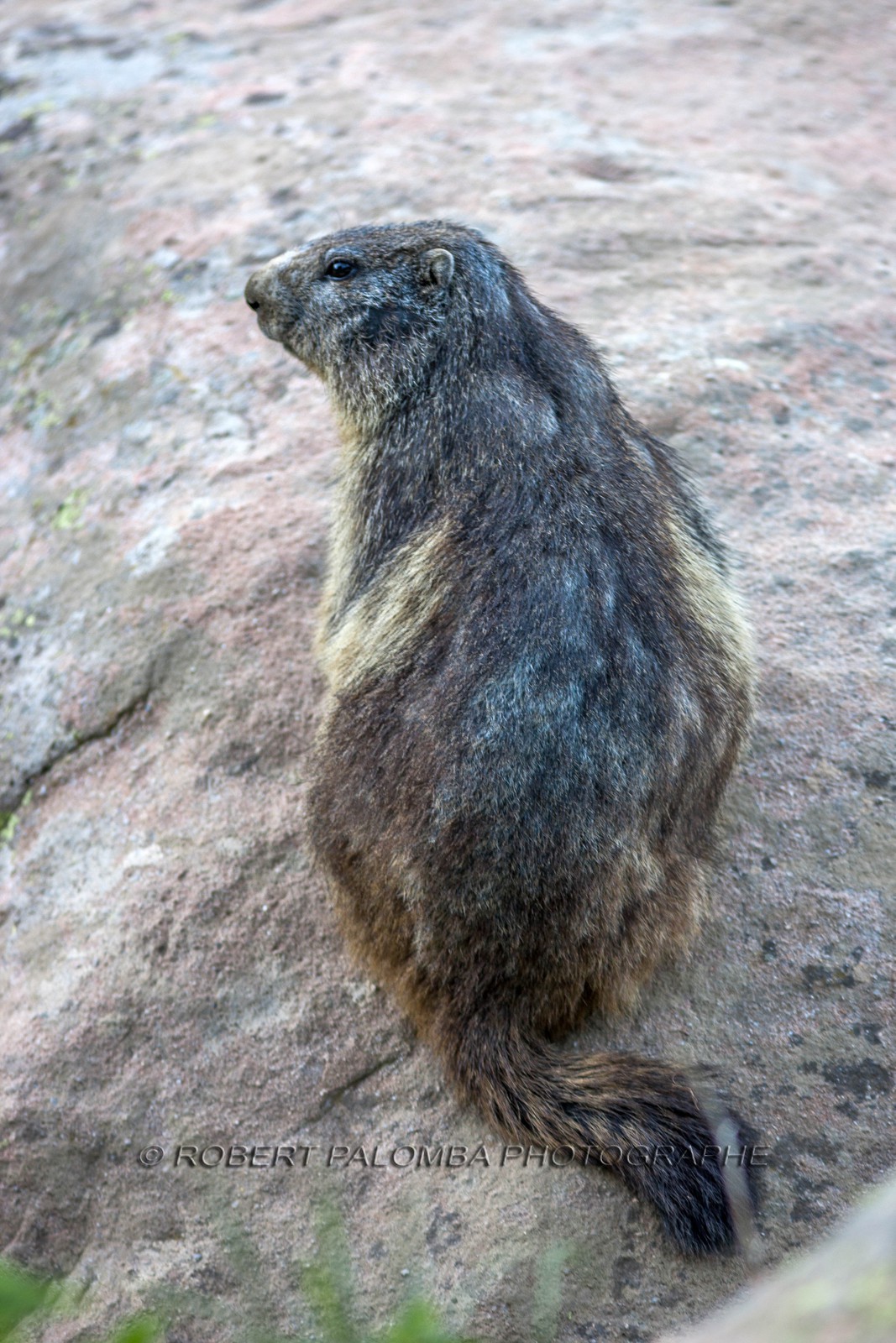 Marmotte, Marmota