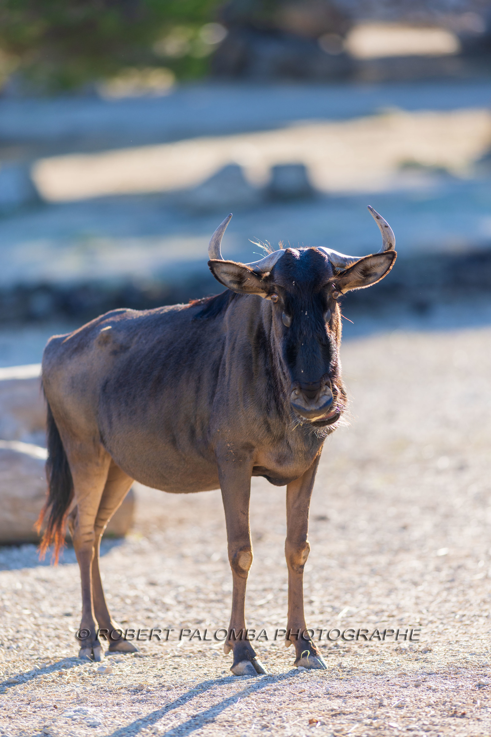Parc animalier de la Barben
