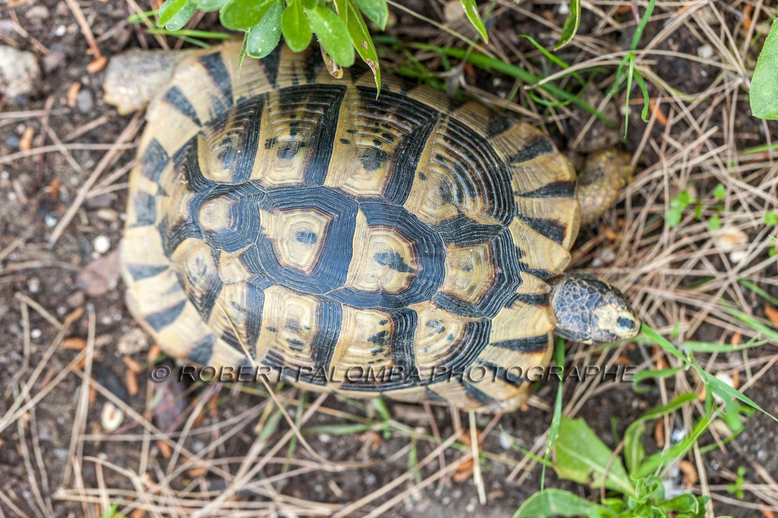 Tortue d'Hermann,Testudo hermanni