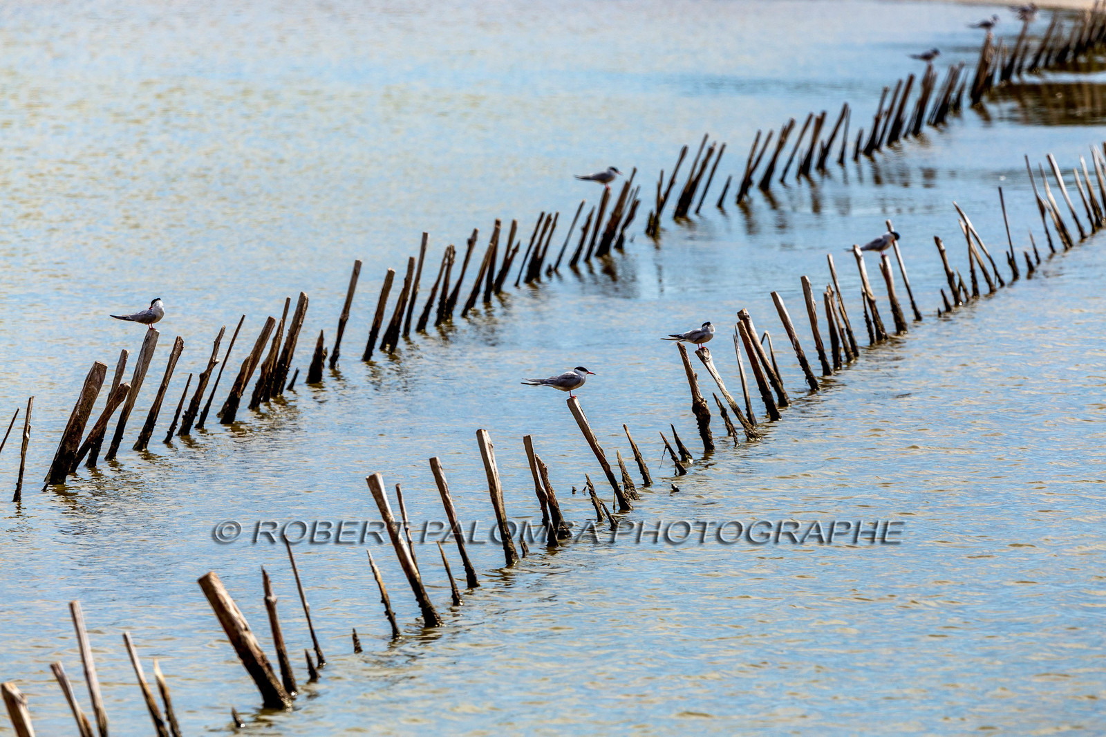Salins d'Hyères