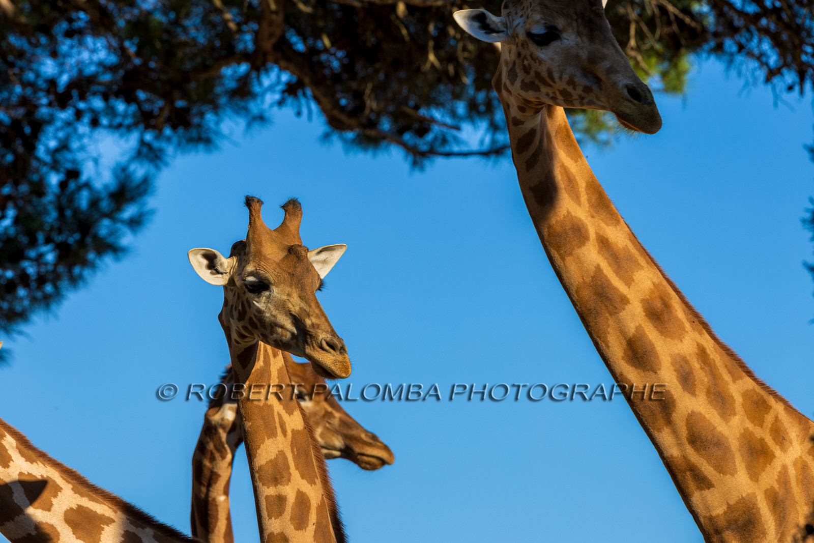 Parc animalier de la Barben