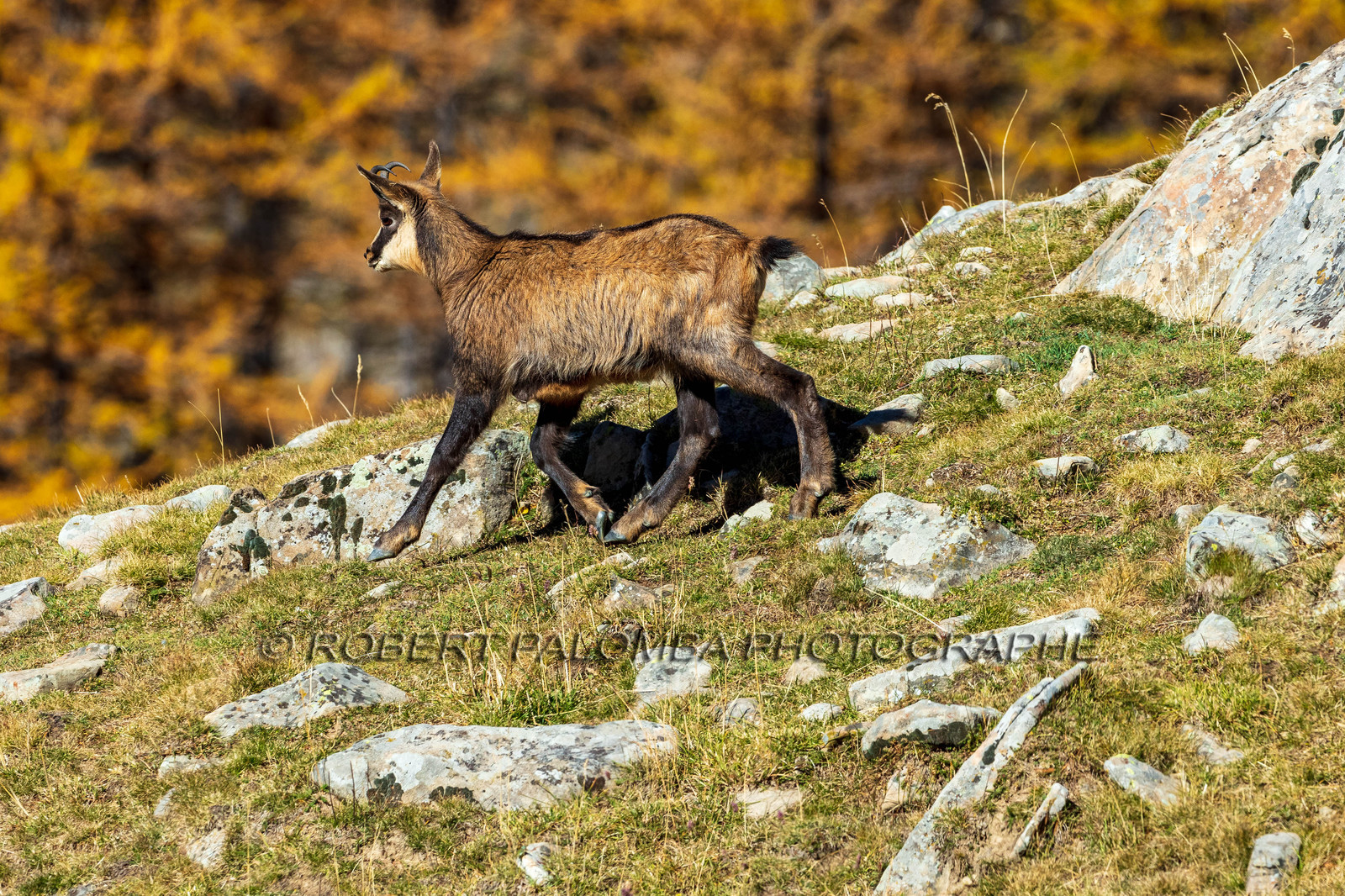 Chamois, Rupicapra rupicapra
