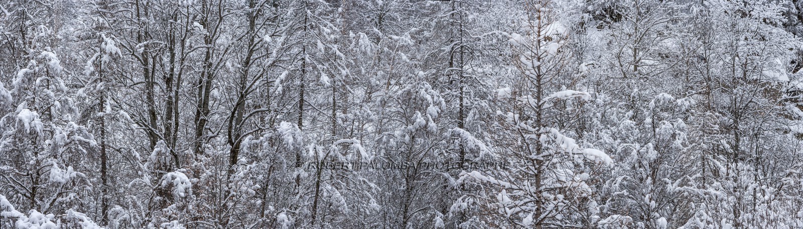 Saint-Dalmas-le-Selvage