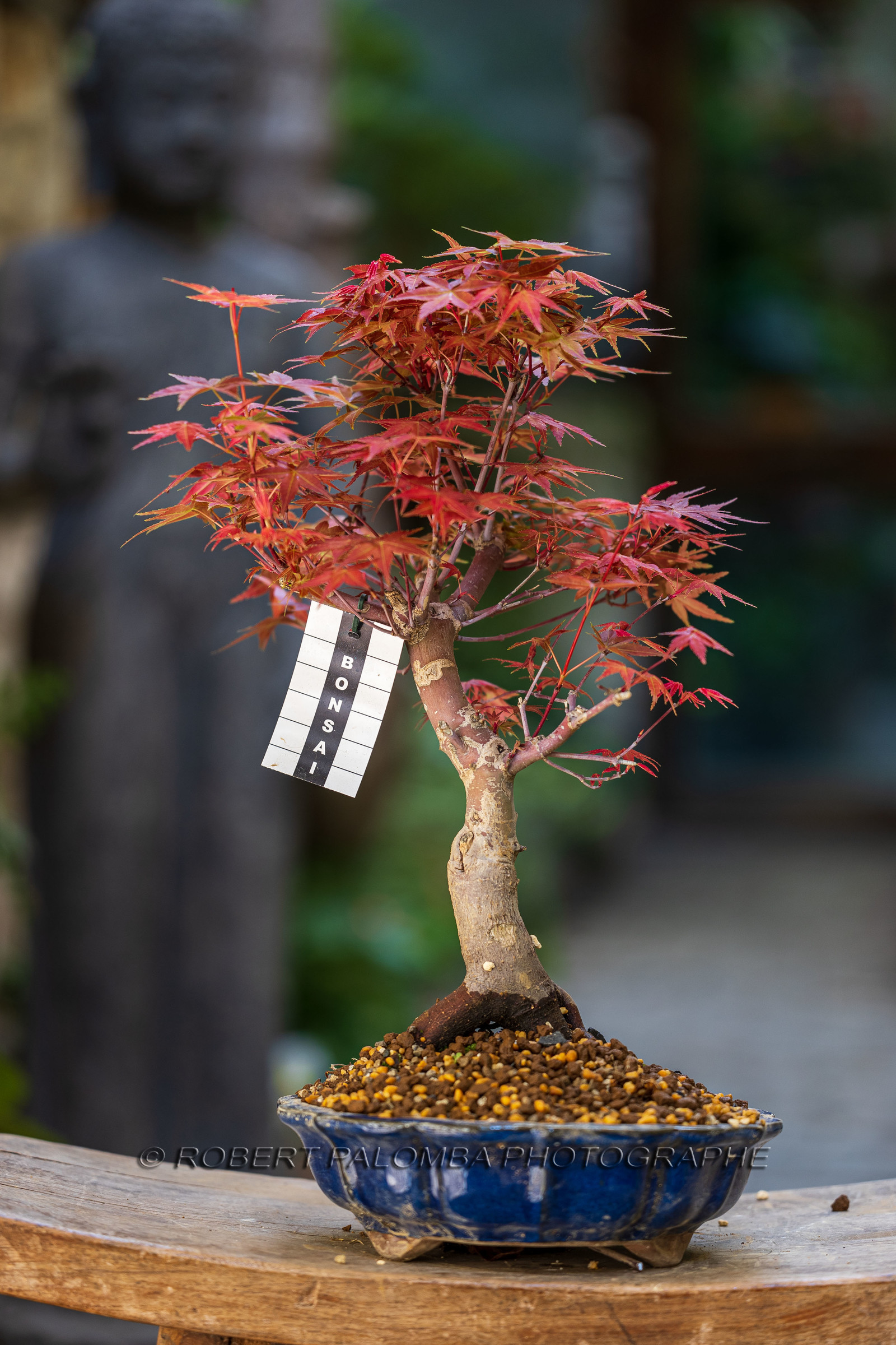 Bonsai