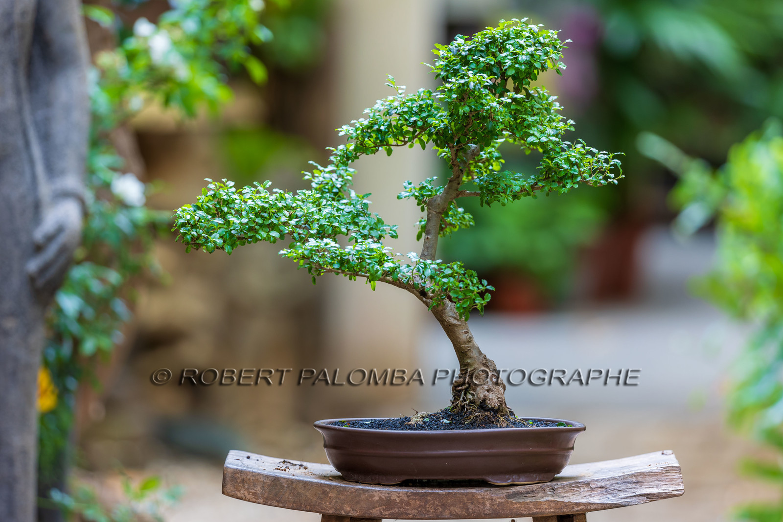 Bonsai