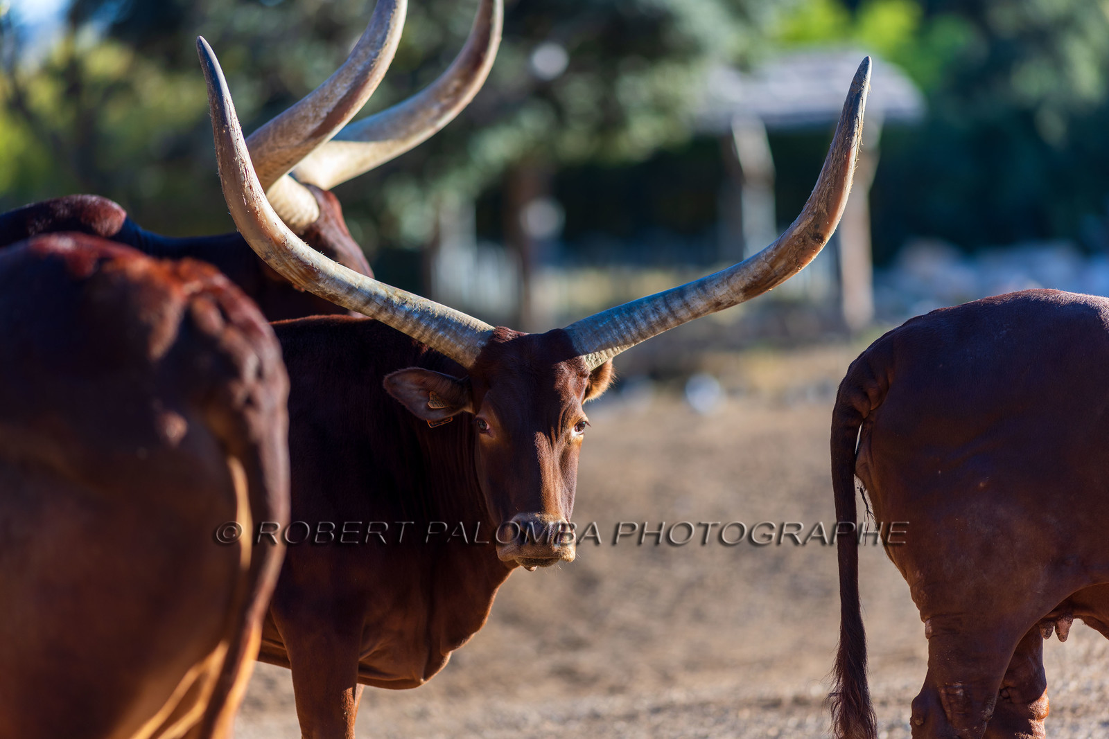 Parc animalier de la Barben