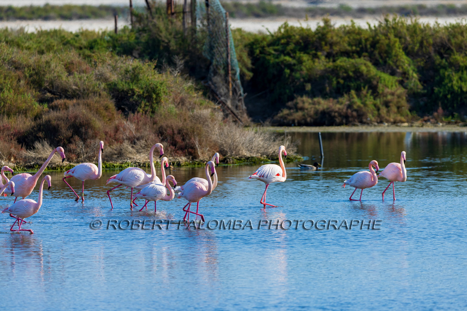 Flamant rose