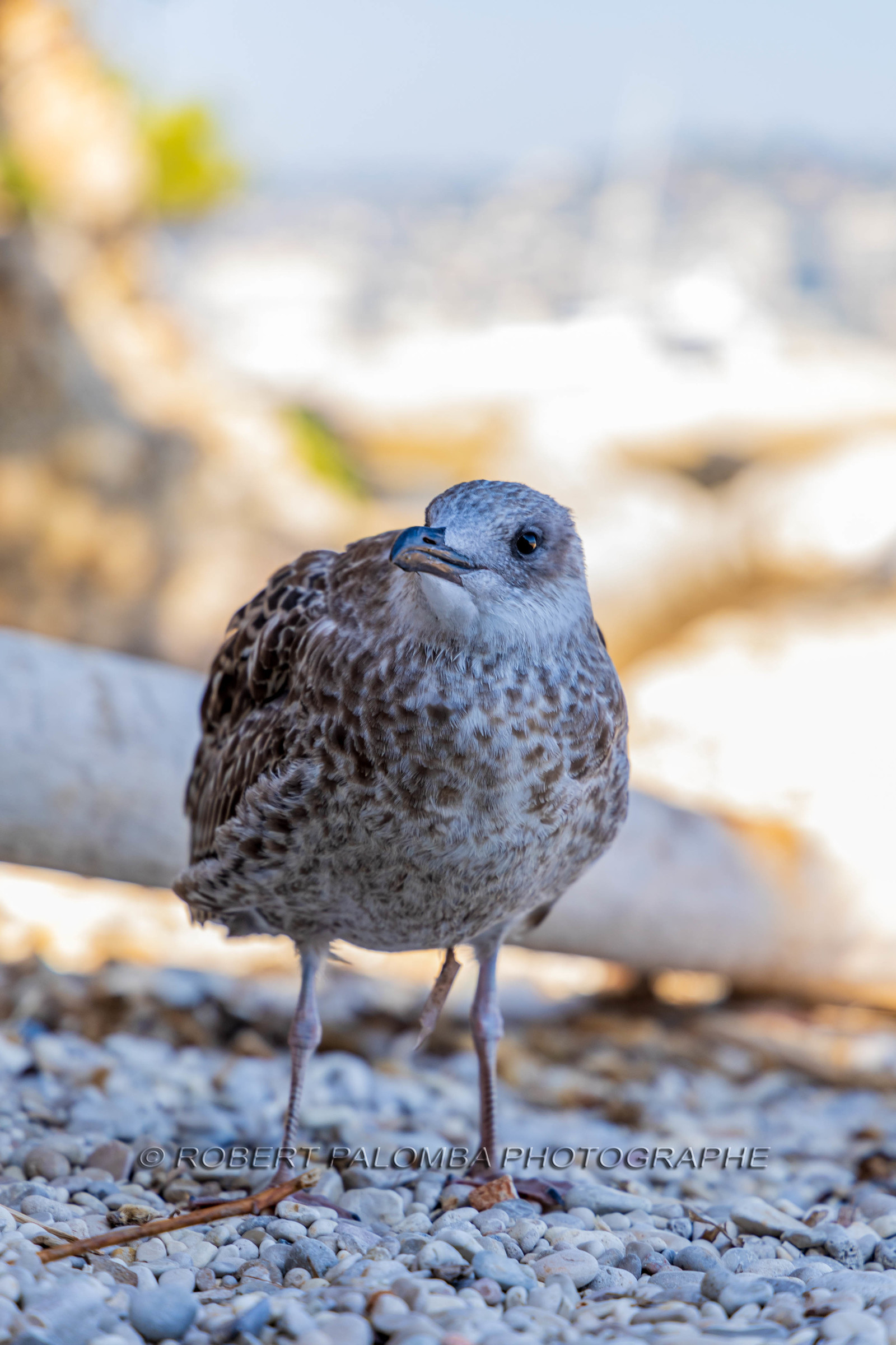 Lérins Sainte-Marguerite 2023