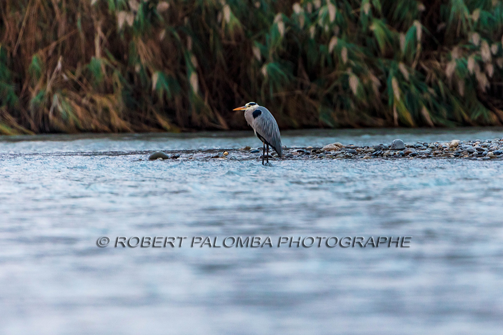 Héron cendré - Ardea cinerea