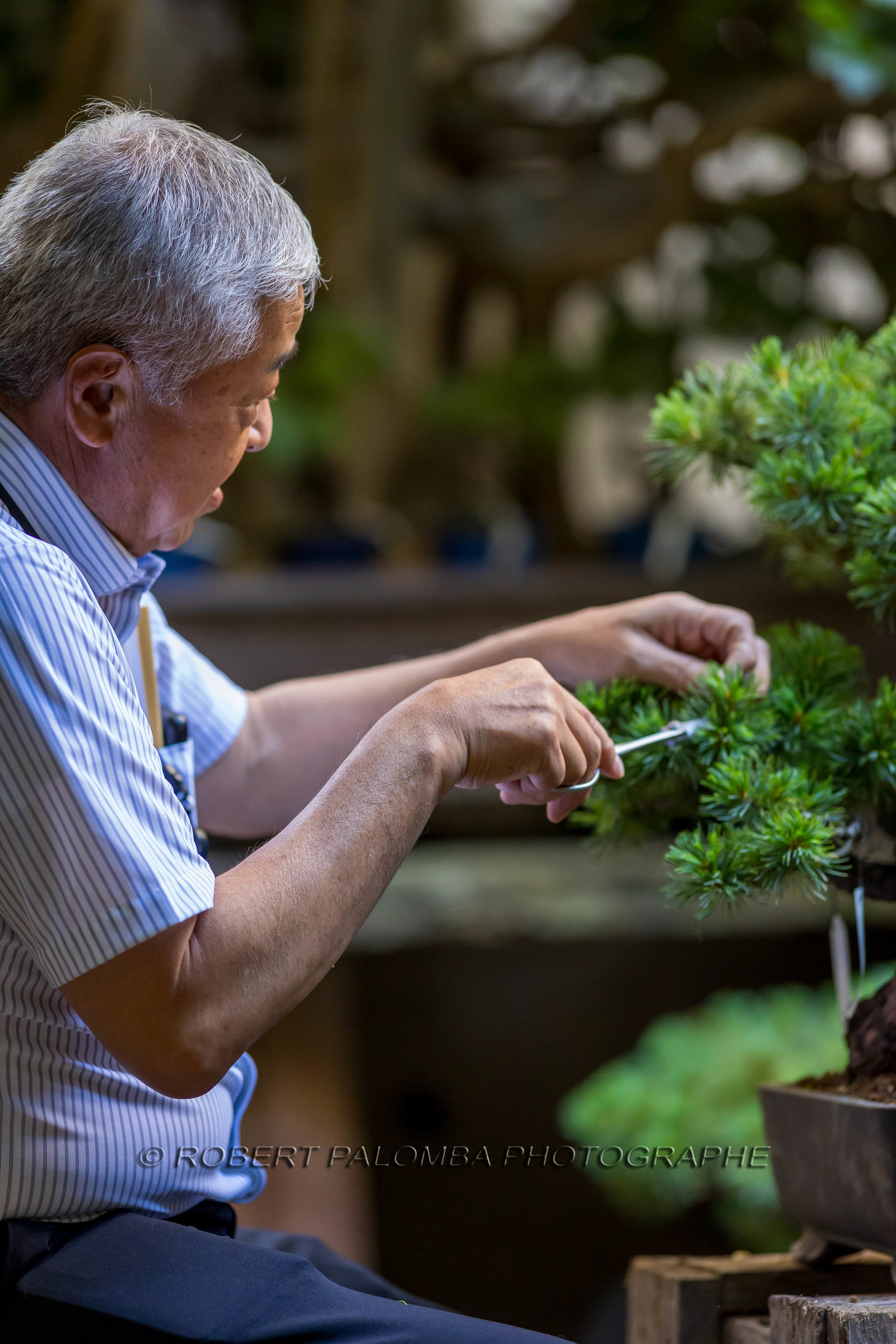 Bonsai Center