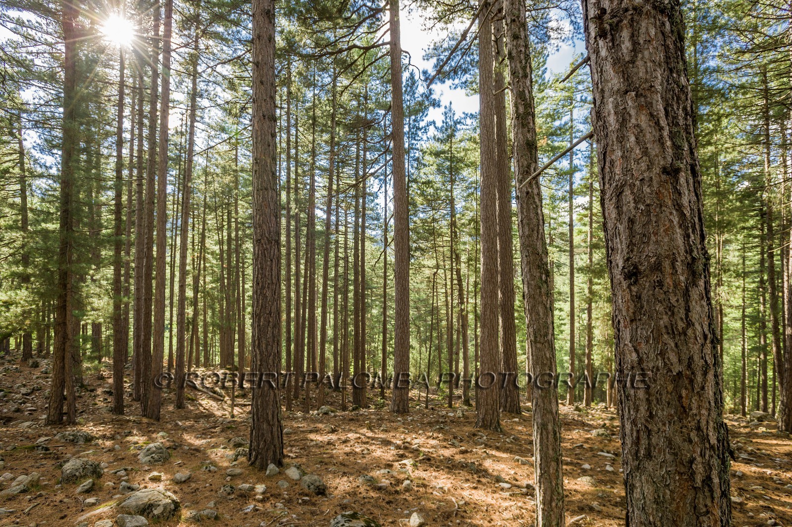 Haute Corse (2b)  Forêt domaniale de Valdu Niellu