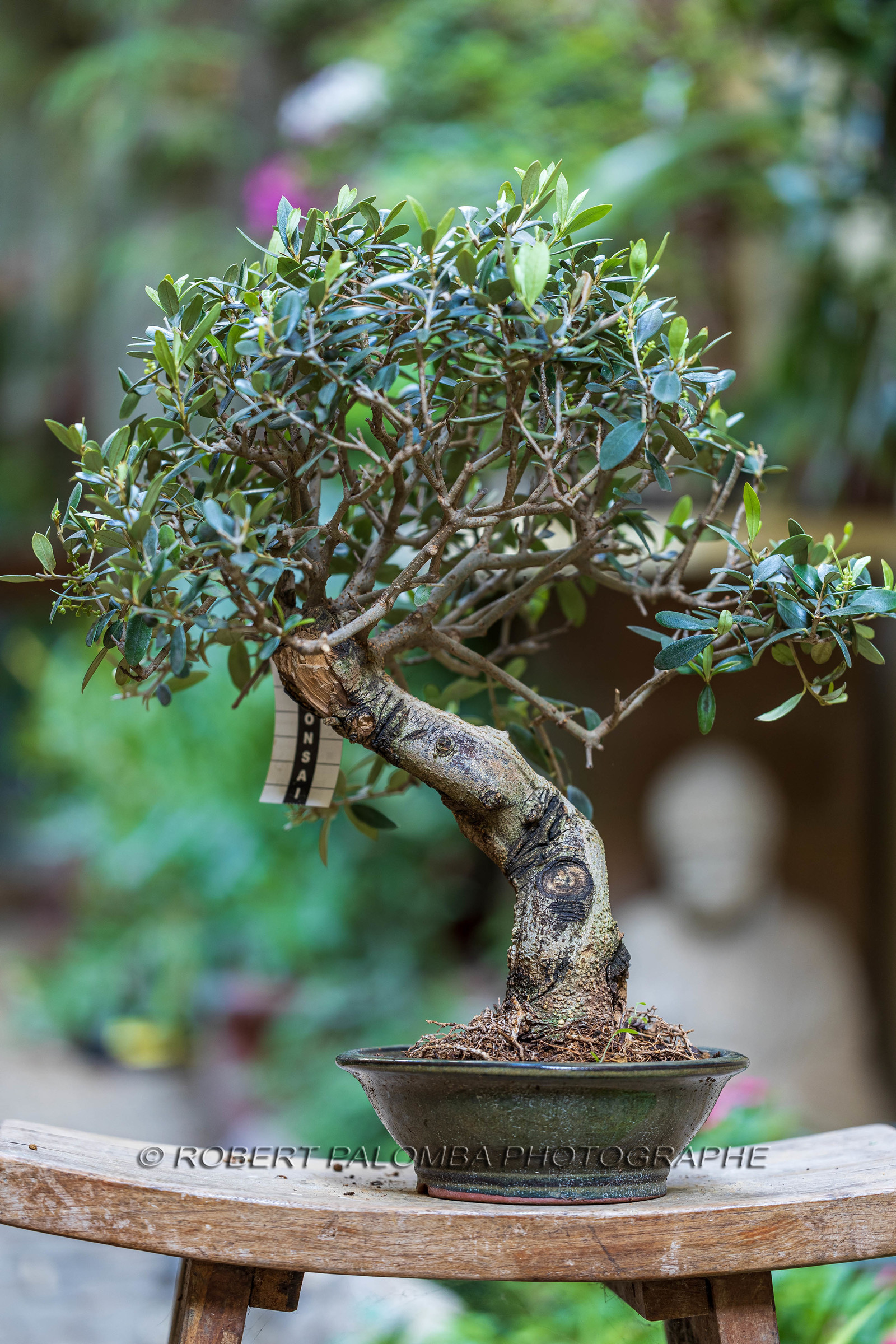 Bonsai