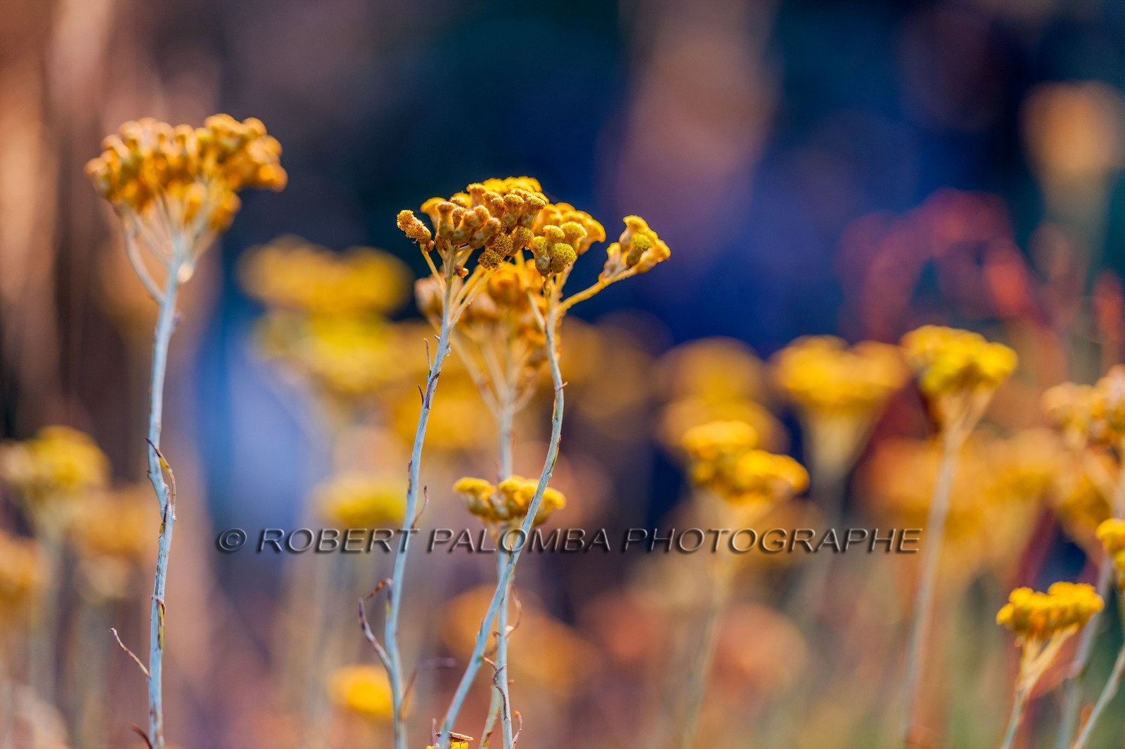 Immortelle commune, Helichrysum stoechas