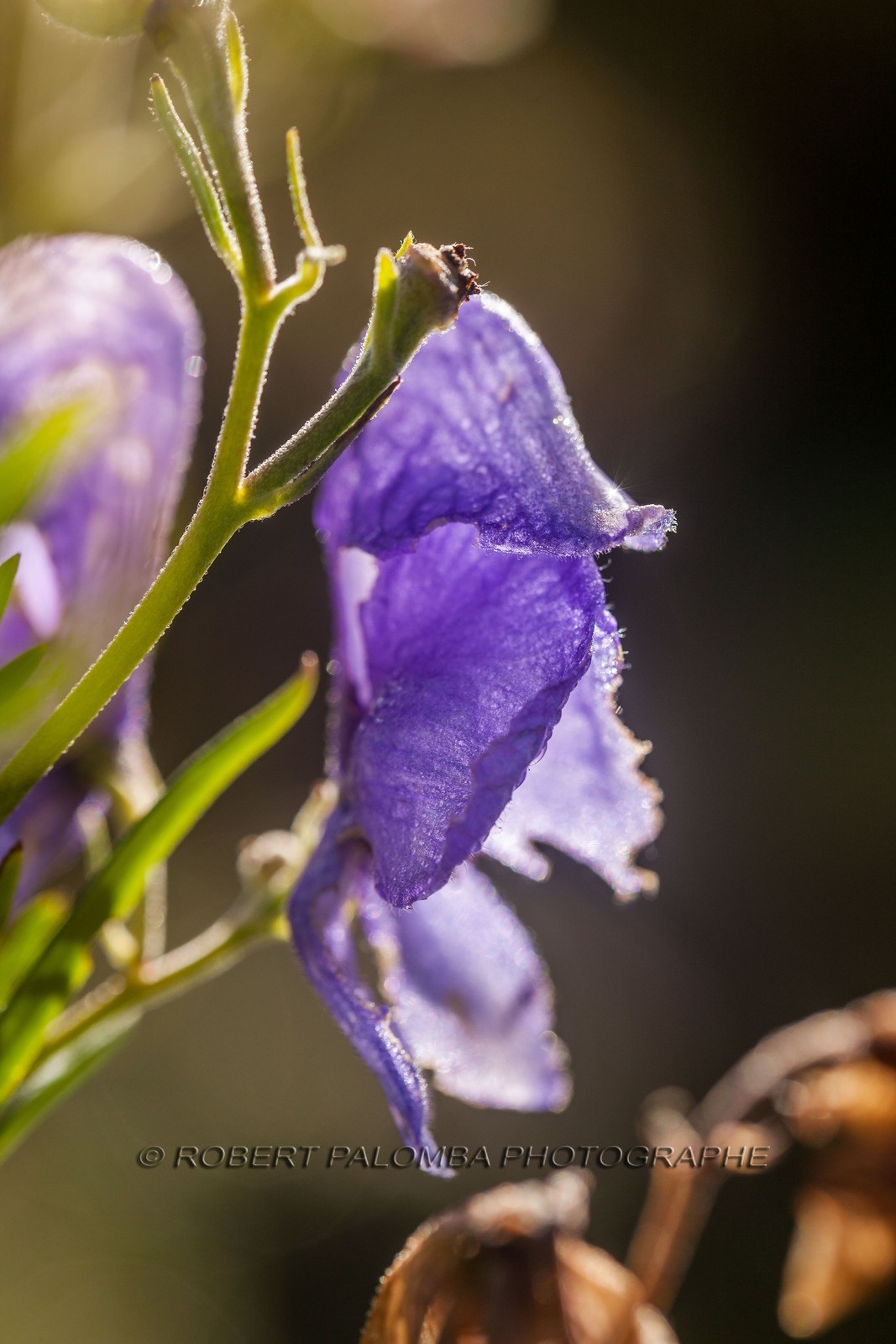 Aconite