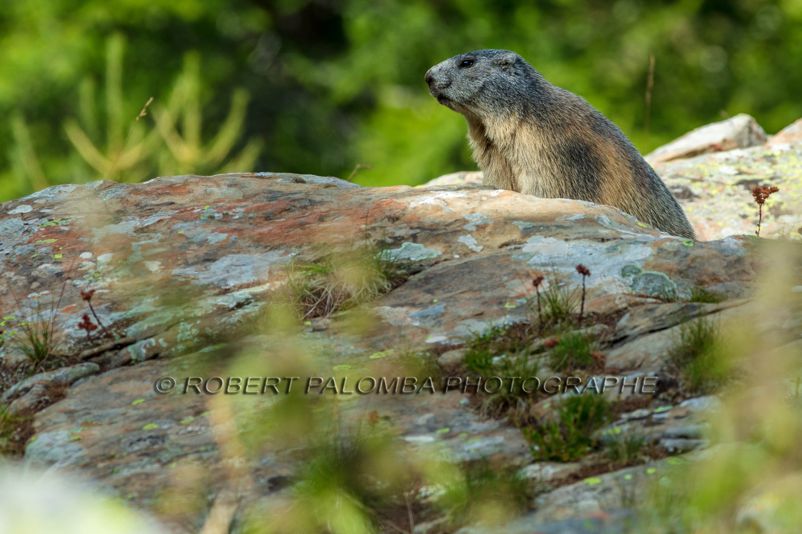 Marmotte