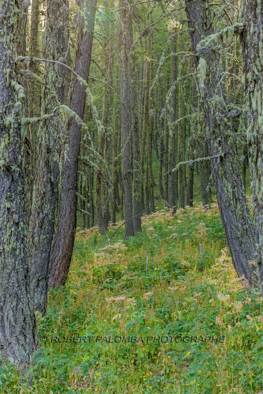 Rando Vtt Lacs de Lignin